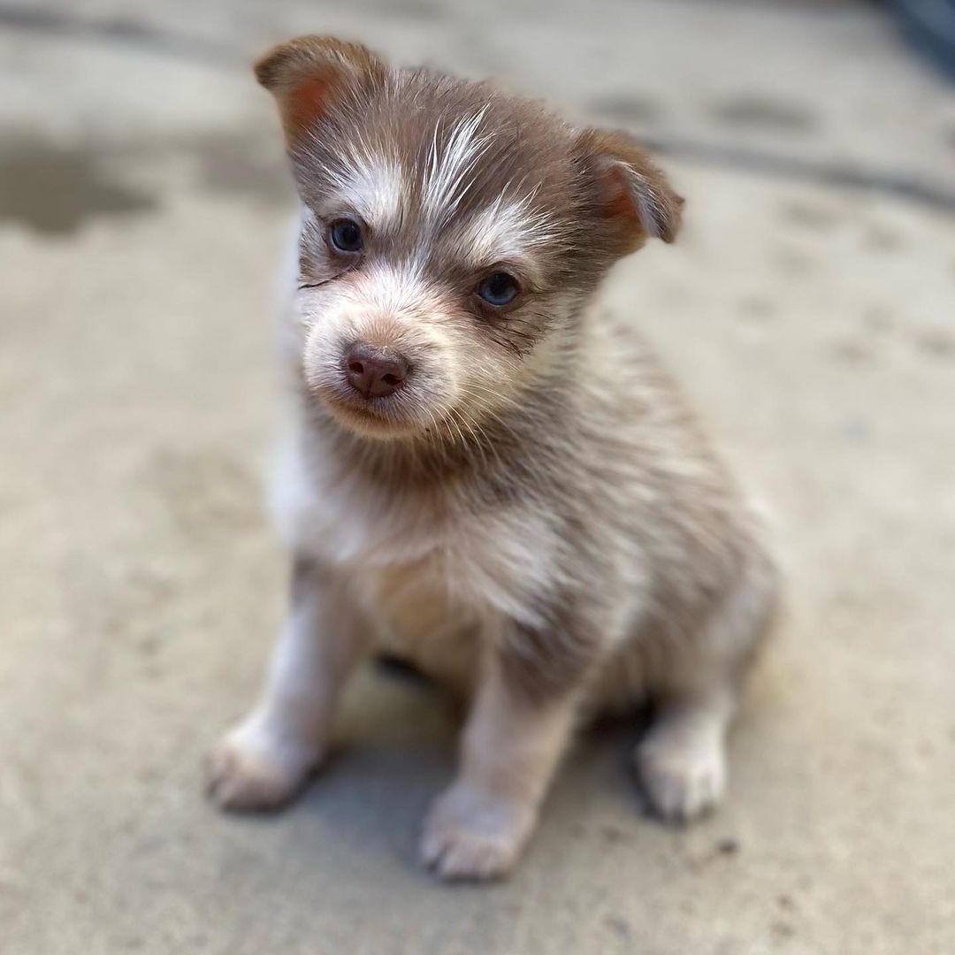 🐾💚Fosters Needed💚🐾 
These 2 female husky/terrier mix puppies are in need of fosters ASAP!

🐾If interested, please fill out a Foster Application at amazingstraysrescue.org

🐾All supplies and an amazing support team included! 

🐾 Please share this on your social media 

🐾 Want to help? All of our incoming dogs have medical bills to be paid! You could sponsor a spay or neuter!

🐾 Fostering even for just two weeks is extremely helpful to a dog in need!

🐾 All supplies included!

<a target='_blank' href='https://www.instagram.com/explore/tags/RescueDog/'>#RescueDog</a> <a target='_blank' href='https://www.instagram.com/explore/tags/AdoptDontShop/'>#AdoptDontShop</a> <a target='_blank' href='https://www.instagram.com/explore/tags/RescuePuppy/'>#RescuePuppy</a> <a target='_blank' href='https://www.instagram.com/explore/tags/ForTheLoveOfDogs/'>#ForTheLoveOfDogs</a> <a target='_blank' href='https://www.instagram.com/explore/tags/GetInvolved/'>#GetInvolved</a> <a target='_blank' href='https://www.instagram.com/explore/tags/Donate/'>#Donate</a> <a target='_blank' href='https://www.instagram.com/explore/tags/Volunteer/'>#Volunteer</a> <a target='_blank' href='https://www.instagram.com/explore/tags/FosteringSavesLives/'>#FosteringSavesLives</a> <a target='_blank' href='https://www.instagram.com/explore/tags/dogsofinstagram/'>#dogsofinstagram</a> <a target='_blank' href='https://www.instagram.com/explore/tags/dogsofinsta/'>#dogsofinsta</a> <a target='_blank' href='https://www.instagram.com/explore/tags/asradoptme/'>#asradoptme</a>