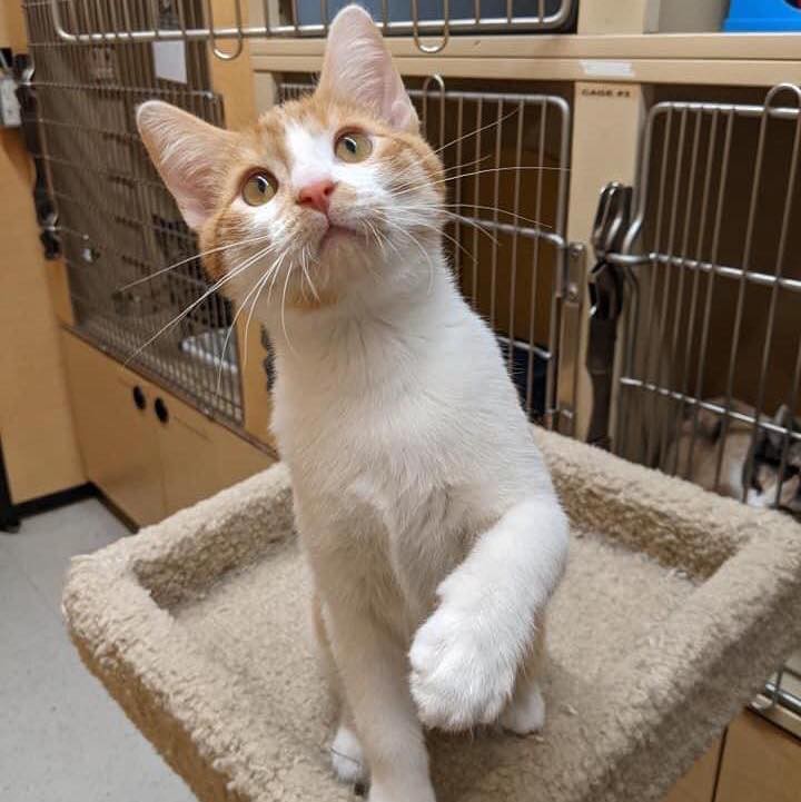 🐾 PETSMART FEATURE: This is Hinton, Hinton is quite the character. He loves playing with the other cats: he gets along well with them. He believes the vacuum is evil and is also quite scared of boxes. He loves his sleep and he loves string toys, anything he can chase, he loves! Hinton also loves his pasty kitty treats! Hinton will most definitely bring you and your family smiles with his beautiful personality!
