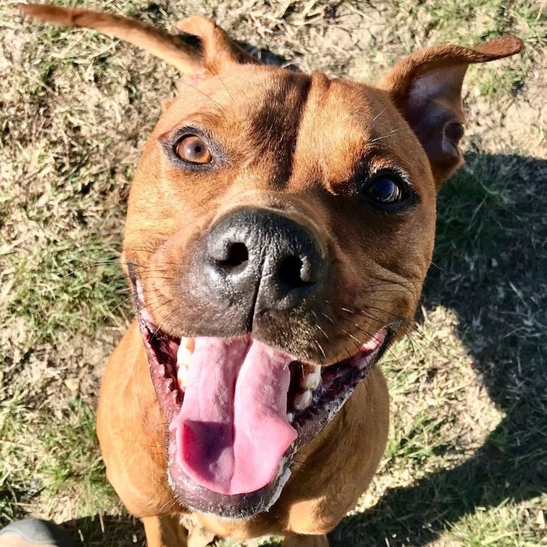 Today is the last day to meet your <a target='_blank' href='https://www.instagram.com/explore/tags/Thanksgiving/'>#Thanksgiving</a> foster!

WCRAS is Closed for Thanksgiving, Offers Name Your Price Adoptions through December 3rd

The Williamson County Regional Animal Shelter will be closed on Thursday, November 25th, for Thanksgiving and will reopen with normal business hours on November 26th, offering Name Your Price adoptions for all medium to large adult dogs, adult cats, and kittens with an appointment! Small dogs and puppies are just $75 to adopt. Email adoption@wilco.org to schedule an appointment to meet the pet of your dreams!

 

Not ready to commit? The holidays are the perfect time to share with a foster pet, so why not take a dog or cat Home For The Holidays! This yearly fostering program features any medium to large adult dog or adult cat. Just join the WCRAS foster team by filling out the Foster Application found at http://pets.wilco.org/How-to-Help, then come pick out a dog or cat to take Home For The Holidays. Gifts abound for all with this program – you provide a loving home for the pet you choose and they provide you with love and devotion in return. If it turns out to be a match made in heaven, you can adopt your foster. Otherwise, you bring him or her back to the shelter. This special fostering program runs through January 3rd.