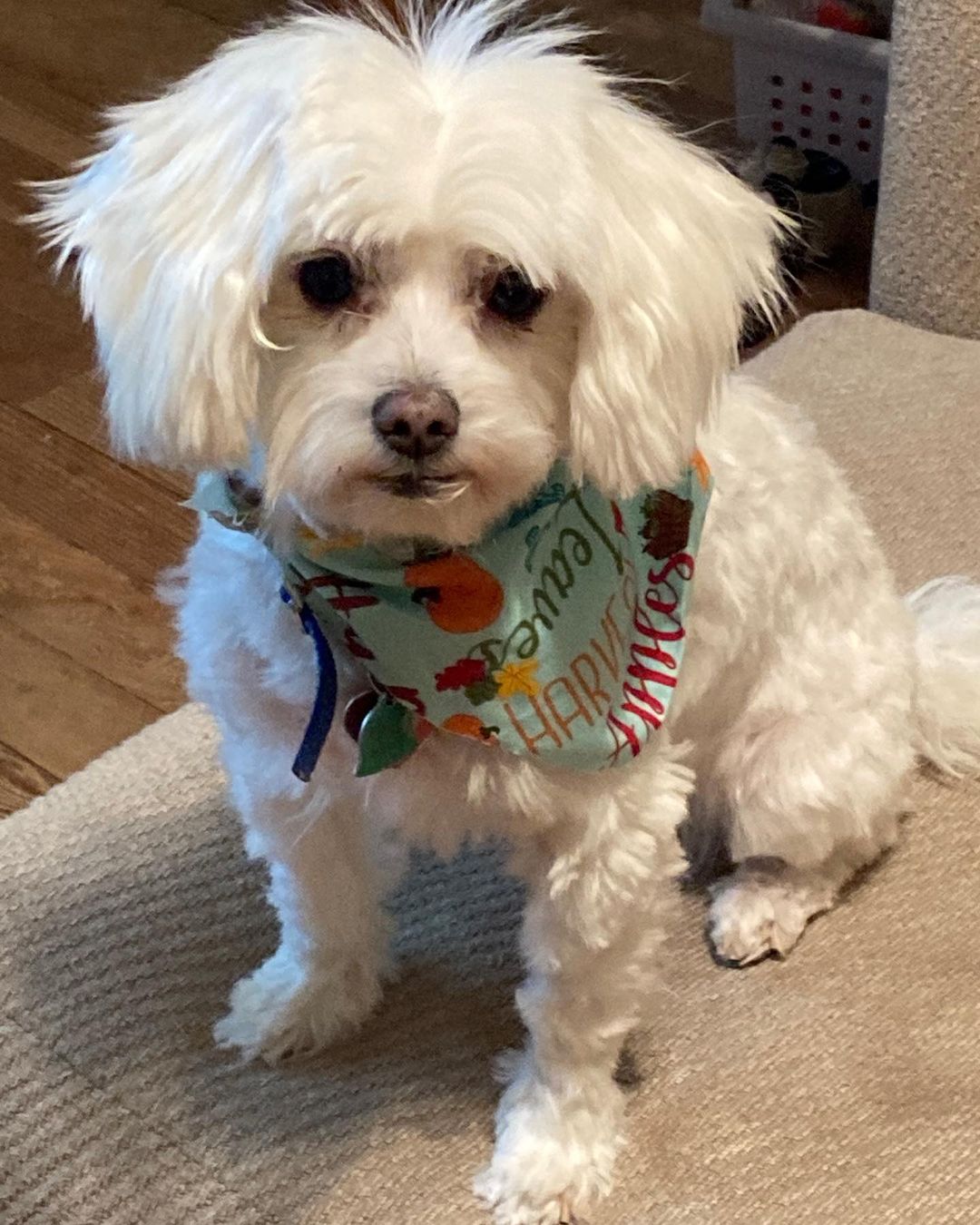 A huge thank you to Animal Health Center: Marshall, MN for donating the girl’s grooming! 

These two amazing girls have been with us since March!  Please share and let’s get them into an adoptive home! 

Kizzy and Kenya are a mother/daughter pair that must be adopted together.  They are 14 and 8 years old, Maltipoo mixes.  Don’t let their age fools you! They still have energy to do just about anything OR they like to cuddle up next to you while you Netflix and chill!  They love going for walks, hanging out in the backyard or going for car rides. 

Kizzy is 1/2 maltese and 1/2 poodle.  Kenya is 3/4 Maltese and 1/4 poodle. 
Both get along with dogs of all sizes and teenagers.  Both are house trained and crate trained, although they sleep in bed with the foster Mom…. They find their spot and you won’t hear from them again.  Kiz doesn’t go up and down stairs anymore so you’ll have to carry her and both LOVE to be wherever their person is at! 

These two love attention and would be a great addition to any family or a single person looking for some great dogs to spoil.

Both are current on vaccinations, microchipped, spayed, have had dentals  and are on monthly flea/tick/heartworm preventative. 

They will be adopted out as house dogs.

Adoption fee: $250

Apply at www.tracyareaanimalrescue.com

All of our animals are in foster homes. Meet and greets are arranged with an approved application on file. 

***Before applying - please make sure your current pets are up to date on vaccinations and spayed/neutered.***