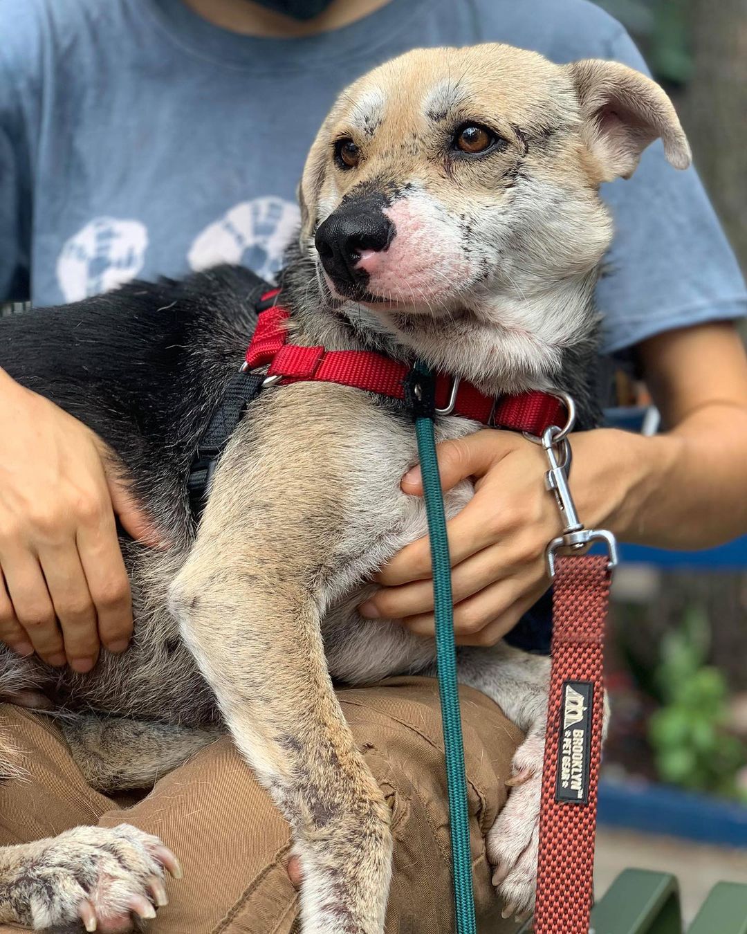 Say hello to HELOISE! Ugh, look at her smile.😍 Heloise always makes my days a bit brighter. Heloise is a one-year-old, 25-pound pumpkin made of good vibes and sunshine.☀️

This little love bug wants to be everybody's friend, whether a dog, cat, or person! She walks beautifully on a leash, enjoys time in her crate, and loves being pampered with affection. She's a total goofball who gets the zoomies every now and then, and boy can she fly! When Heloise has alone time, she entertains herself by playing around and throwing toys in the air. An independent princess. She's a clever, low-maintenance chicklet who loves belly rubs and naps in the shade. 

Heloise is a joy to be around, and she's looking for her forever home! To adopt Heloise, go to NYCSecondChanceRescue.org and apply!
<a target='_blank' href='https://www.instagram.com/explore/tags/BecauseTheyMatter/'>#BecauseTheyMatter</a>