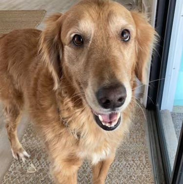 On the Eve of Thanksgiving we introduced Sandy.  She is a gorgeous 6 year old Golden Retriever.  She is a bundle of energy and just so loving. Your typical golden girl bounding from one person to the next. We love Sandy and you will too.  We are closed for the holiday tomorrow but you can still submit your application if you are interested in Sandy and we will get back to you next week. Sandy is good with dogs, cats and kids.

Palm City, FL

Application-

https://thefarmdogrescue.com/farm/adopt-application/