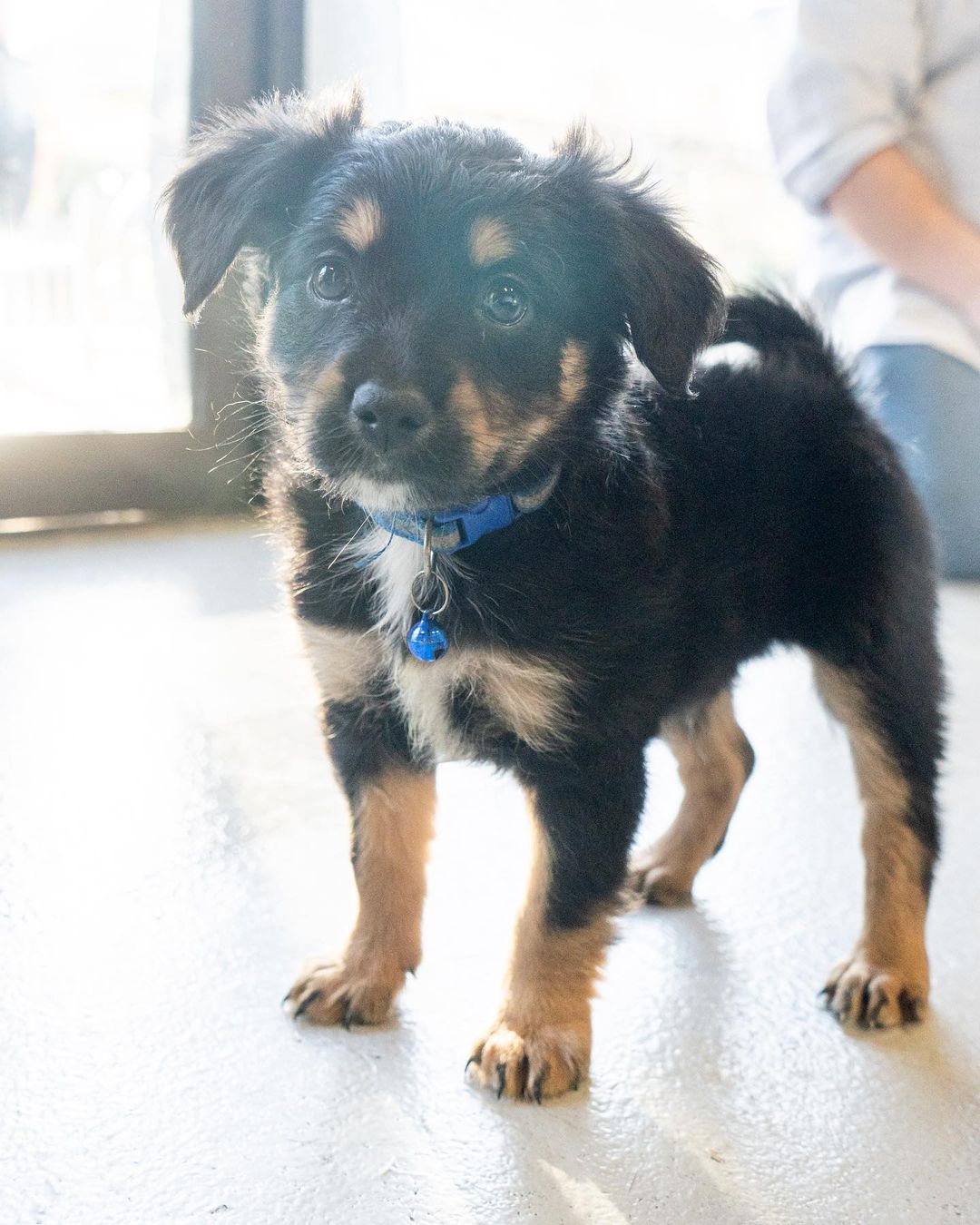 🚨 FLOOF ALERT! ⚠️
🚨 Applications closed for these pups! 🚨

Schnauzer poodle pups 😍

These 3 puppies are the babies of Hennessy (pictured last- who is the sweetest mama ever! She’s great on leash and friendly as ever!) 🥰

When applying to adopt these puppies, make sure that your application is detailed and complete and that you send photos and videos of your home so we can determine you are the best fit for the puppy’s life. 🧡

☕️ KAHLUA - 8 week old, Female, schnauzer poodle mix. 

🥛 BAILEY - 8 week old, Female, schnauzer poodle mix. 

👨🏼‍✈️ MORGAN - 8 week old, Male, schnauzer poodle mix.

These puppies were rescued at about 5 weeks old, so will be with their foster families until they are 8 weeks old/ready to go home. 

Come meet their mom Hennessy who’s a 1 Year Old, Female, Shnauzer Poodle. She is still recovering from having babies so will need to be spayed in a few months, and we will provide a voucher to get that done at our vet clinic. 🥰

All the puppies saw our vet yesterday are healthy and cute as ever! 🥰

Apply now by visiting our website:

📮 WagmorPets.org/Adoption

🧡🧡🧡

🐶 <a target='_blank' href='https://www.instagram.com/explore/tags/weeklyfluff/'>#weeklyfluff</a> <a target='_blank' href='https://www.instagram.com/explore/tags/puppiesforall/'>#puppiesforall</a> <a target='_blank' href='https://www.instagram.com/explore/tags/floofydog/'>#floofydog</a> <a target='_blank' href='https://www.instagram.com/explore/tags/poodlepuppies/'>#poodlepuppies</a> <a target='_blank' href='https://www.instagram.com/explore/tags/puppiesofinstagram/'>#puppiesofinstagram</a> <a target='_blank' href='https://www.instagram.com/explore/tags/wagmorpets/'>#wagmorpets</a> 🐶