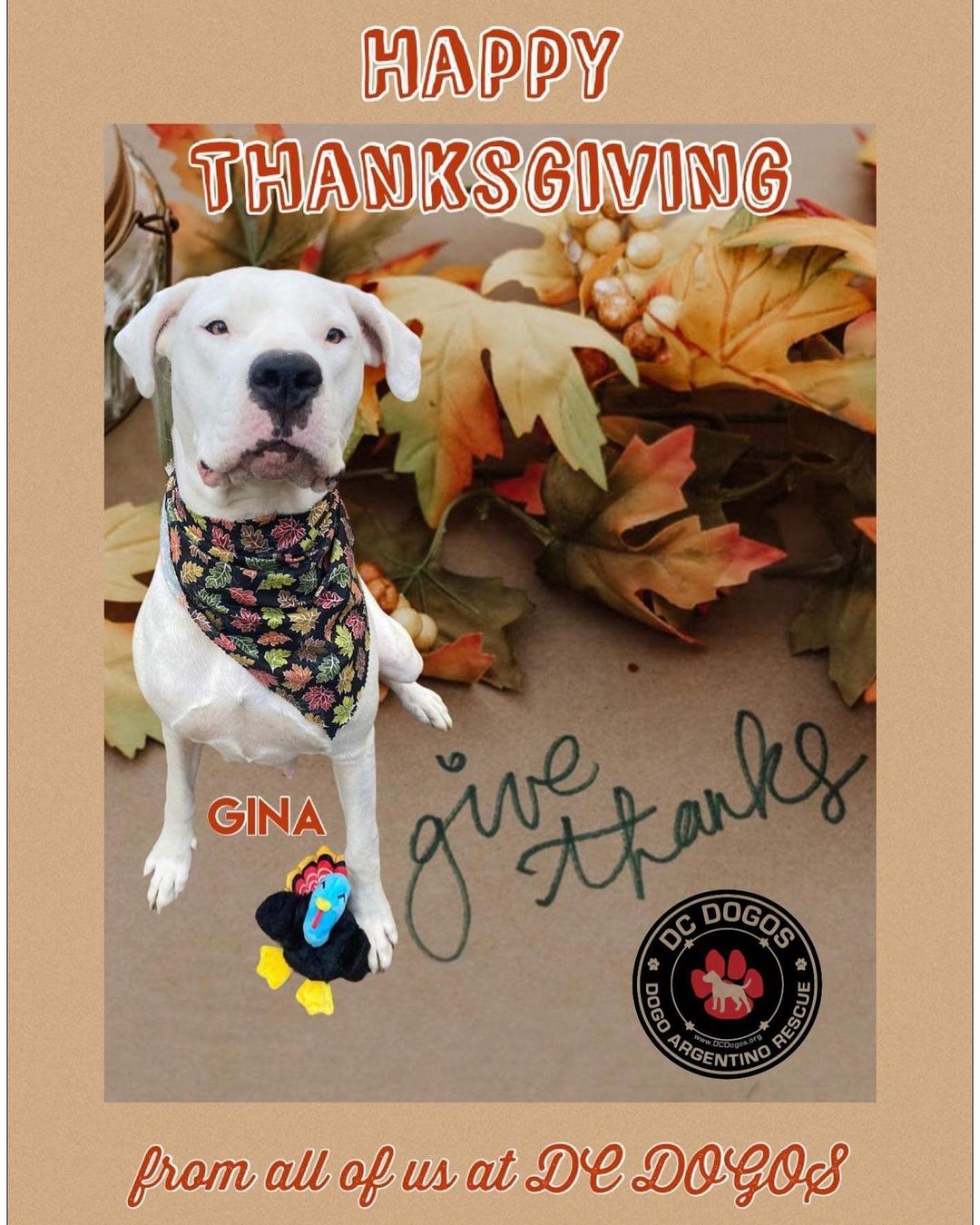 🦃🍁🧡 At this time of Thanksgiving celebration, our thoughts turn gratefully to you with warm appreciation. Our best wishes for a Happy Thanksgiving! <a target='_blank' href='https://www.instagram.com/explore/tags/dcdogos/'>#dcdogos</a> <a target='_blank' href='https://www.instagram.com/explore/tags/dedicatedtosavingdogos/'>#dedicatedtosavingdogos</a> <a target='_blank' href='https://www.instagram.com/explore/tags/happythanksgiving/'>#happythanksgiving</a> <a target='_blank' href='https://www.instagram.com/explore/tags/grateful/'>#grateful</a> <a target='_blank' href='https://www.instagram.com/explore/tags/givethanks/'>#givethanks</a> <a target='_blank' href='https://www.instagram.com/explore/tags/dogoargentinorescue/'>#dogoargentinorescue</a> <a target='_blank' href='https://www.instagram.com/explore/tags/peacelovedogo/'>#peacelovedogo</a> <a target='_blank' href='https://www.instagram.com/explore/tags/thanksgivingday2021/'>#thanksgivingday2021</a>