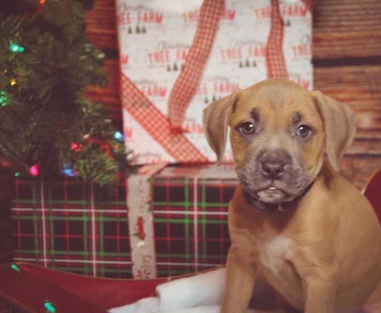 Mama and her five babies are safe with F.U.R.!

Meet the Big Hero 6 Family! These 6 were found in a plastic tub in the middle of a road 6 weeks ago and have spent the first weeks of the puppies’ lives in a shelter. 

Sweet, petite Mama and her babies are with us now, and available for adoption applications, apply today!