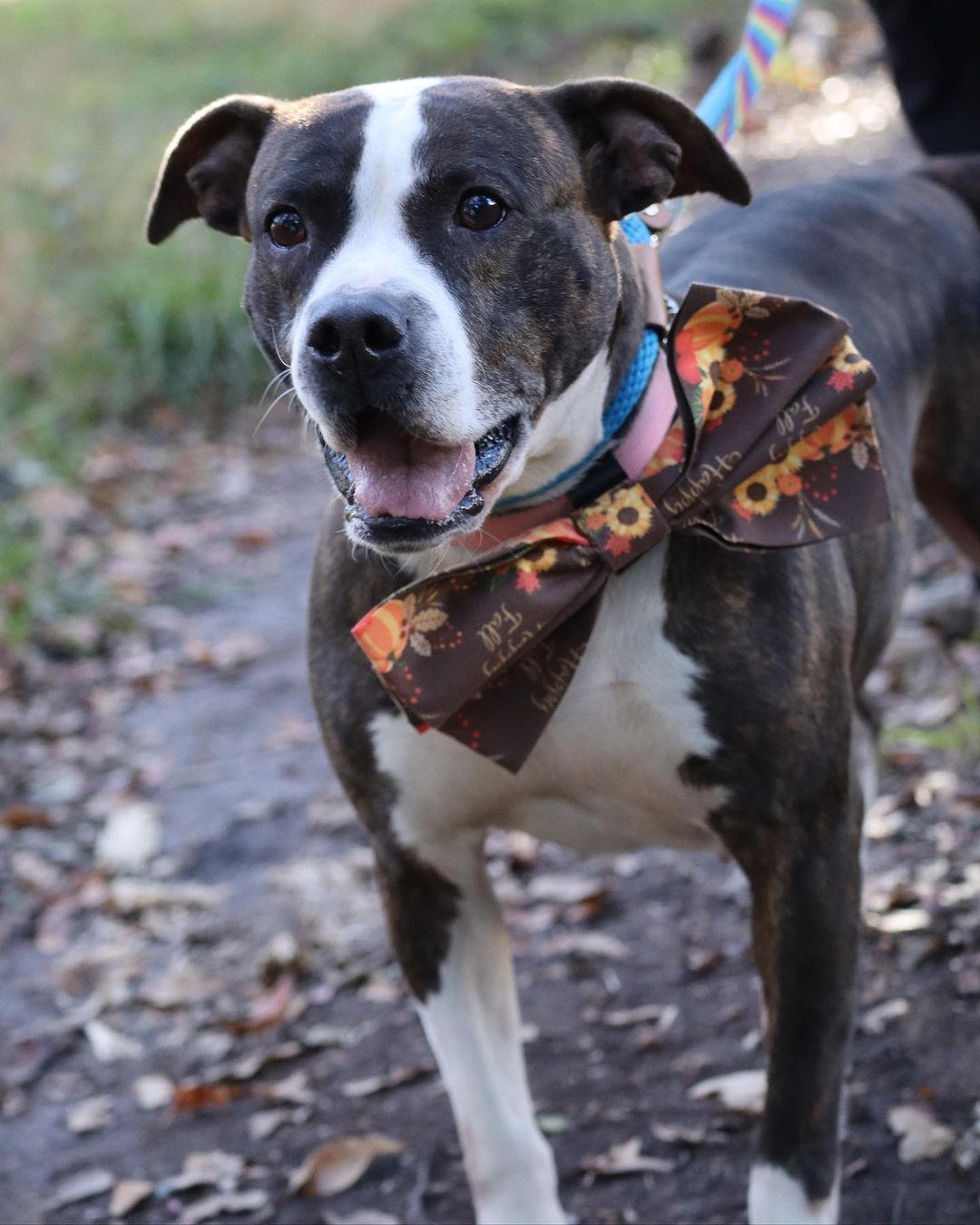 Happy Thanksgiving from Lila and the rest of the Pet Helpers furry family 💙🦃

We will be closed today for the holiday, but will be right back to finding pups and kits the homes they deserve tomorrow from 12-6 🐾

Stay tuned for our Black Friday Weekend Silent Auction and more ways you can help us give our pets the happiest holidays possible 🎄

.
.
.
.
.
<a target='_blank' href='https://www.instagram.com/explore/tags/pitbull/'>#pitbull</a> <a target='_blank' href='https://www.instagram.com/explore/tags/thanksgiving/'>#thanksgiving</a> <a target='_blank' href='https://www.instagram.com/explore/tags/charleston/'>#charleston</a> <a target='_blank' href='https://www.instagram.com/explore/tags/animalshelter/'>#animalshelter</a> <a target='_blank' href='https://www.instagram.com/explore/tags/rescue/'>#rescue</a> <a target='_blank' href='https://www.instagram.com/explore/tags/animalrescue/'>#animalrescue</a> <a target='_blank' href='https://www.instagram.com/explore/tags/americanpitbullterrier/'>#americanpitbullterrier</a> <a target='_blank' href='https://www.instagram.com/explore/tags/dontbullymybreed/'>#dontbullymybreed</a> <a target='_blank' href='https://www.instagram.com/explore/tags/pitbullsofinstagram/'>#pitbullsofinstagram</a> <a target='_blank' href='https://www.instagram.com/explore/tags/bullybreed/'>#bullybreed</a> <a target='_blank' href='https://www.instagram.com/explore/tags/bully/'>#bully</a> <a target='_blank' href='https://www.instagram.com/explore/tags/rescuedog/'>#rescuedog</a> <a target='_blank' href='https://www.instagram.com/explore/tags/shelterdog/'>#shelterdog</a> <a target='_blank' href='https://www.instagram.com/explore/tags/rescuedogsofinstagram/'>#rescuedogsofinstagram</a> <a target='_blank' href='https://www.instagram.com/explore/tags/rescuedismyfavoritebreed/'>#rescuedismyfavoritebreed</a> <a target='_blank' href='https://www.instagram.com/explore/tags/charleston/'>#charleston</a> <a target='_blank' href='https://www.instagram.com/explore/tags/lowcountry/'>#lowcountry</a> <a target='_blank' href='https://www.instagram.com/explore/tags/lowcountryliving/'>#lowcountryliving</a> <a target='_blank' href='https://www.instagram.com/explore/tags/dogsofinstagram/'>#dogsofinstagram</a> <a target='_blank' href='https://www.instagram.com/explore/tags/dogsofinsta/'>#dogsofinsta</a> <a target='_blank' href='https://www.instagram.com/explore/tags/sc/'>#sc</a> <a target='_blank' href='https://www.instagram.com/explore/tags/dogsofsc/'>#dogsofsc</a> <a target='_blank' href='https://www.instagram.com/explore/tags/dogsofsouthcarolina/'>#dogsofsouthcarolina</a>