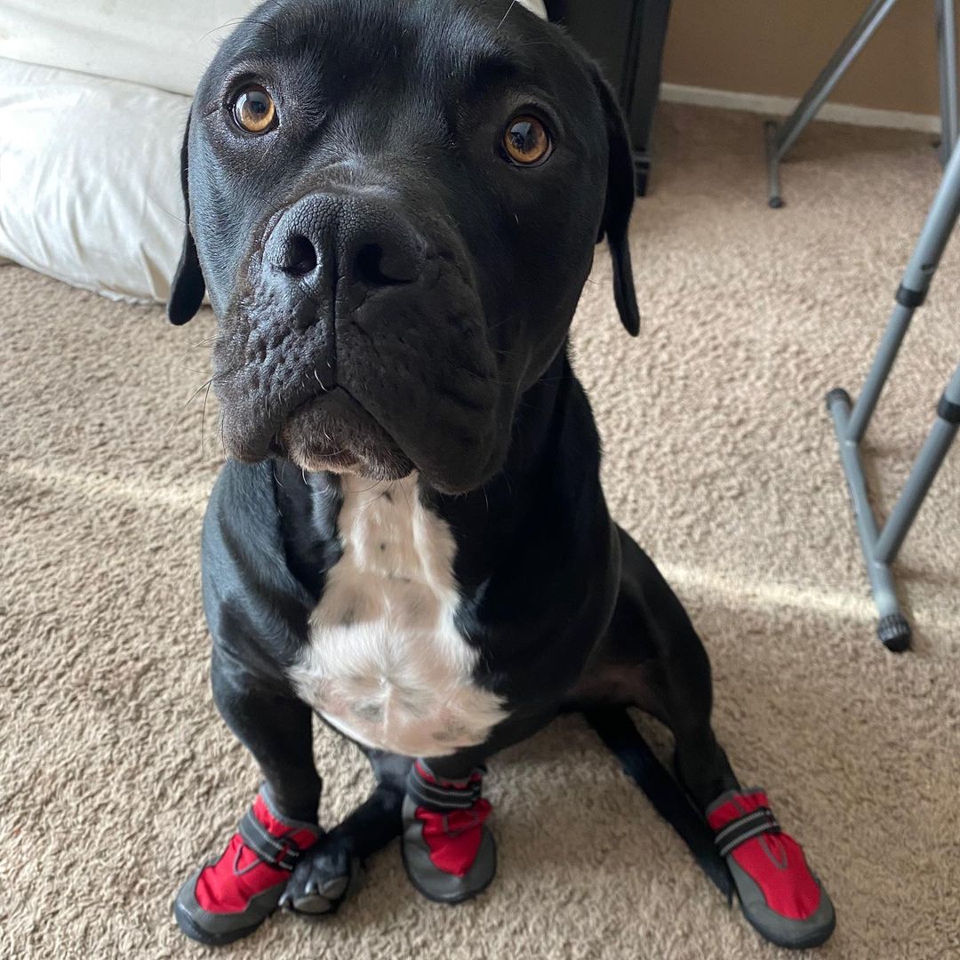 Greetings from Flash Gordon!🏜

Is Flash not the most handsome adventure pup you’ve ever seen?! It’s the boots for me 😉

If you’re looking for a super cool dog to take on adventures, hikes, and camping trips, Flash is your guy! He’s been on lots of trips with his wonderful foster fam and he’s so ready to start making those memories with his forever family.

Flash is a 1.5-year-old AmStaff who weighs about 79 pounds. He’s house trained, good with other dogs and older kids. He’s a super happy boy who’s impossible to resist once you see him. Seriously, pics don’t do Flash justice!

When people see him in person they’re like 🤯🤯🤯

Fun fact: his foster mama had a hard time finding booties that fit him right cause his front paws are like bear paws and his back paws itty bitty 🤣

Let’s find Flash a forever home for the holidays 🎄 If you’re interested in adopting, please fill out an application on our website thelittlereddog.org or click the link in our bio to get started ❤️