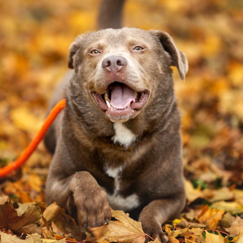 Momo hopes you all have a pawsome Thanksgiving! The Clinic & Shelter will be closed Wednesday (11/23) & Thursday (11/24), though staff will be onsite for animal care & enrichment. 

If you’re looking for a furry four legged friend like Momo, stop in today (adoptions end 30 minutes before closing at 6pm) or Friday from 11am-6pm. 

If Momo caught your eye, click the link in our bio and click “adopt” to see if he could be your perfect match. You can find him at our Northpointe Pet Smart location! 

<a target='_blank' href='https://www.instagram.com/explore/tags/thanksgiving/'>#thanksgiving</a> <a target='_blank' href='https://www.instagram.com/explore/tags/adoptdontshop/'>#adoptdontshop</a> <a target='_blank' href='https://www.instagram.com/explore/tags/adoptabledogsofinstagram/'>#adoptabledogsofinstagram</a> <a target='_blank' href='https://www.instagram.com/explore/tags/adoptedisourfavoritebreed/'>#adoptedisourfavoritebreed</a> <a target='_blank' href='https://www.instagram.com/explore/tags/spokanehumanesociety/'>#spokanehumanesociety</a> <a target='_blank' href='https://www.instagram.com/explore/tags/everdayadoptioncenter/'>#everdayadoptioncenter</a>