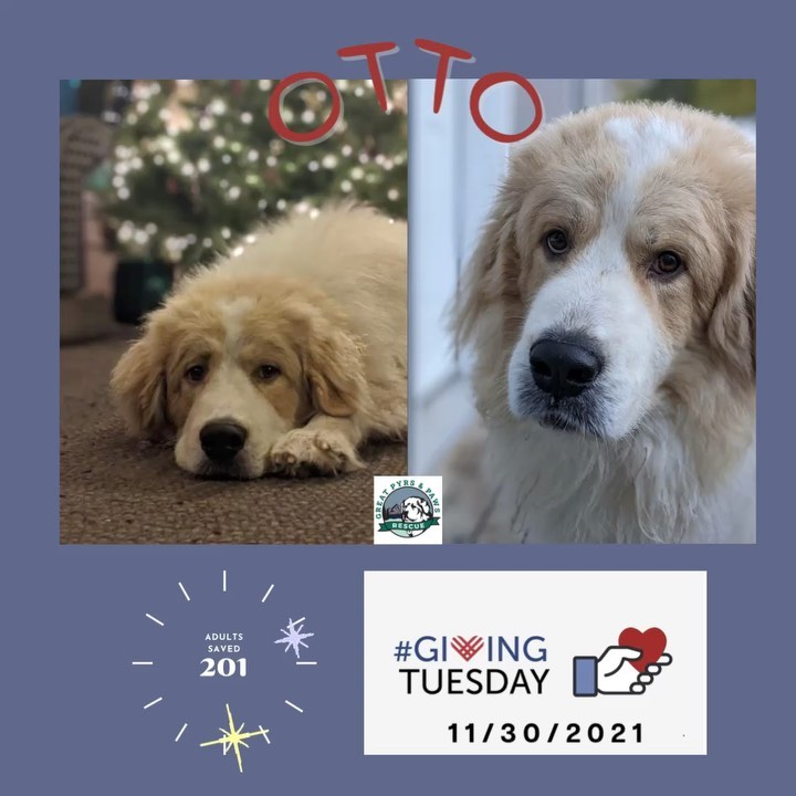 📣 Hello friends, less than one week until <a target='_blank' href='https://www.instagram.com/explore/tags/givingtuesday/'>#givingtuesday</a> and this week we thank all our partners who offer professional support, rescue discounts, and for those who provide pro bono services!🙏 We could not do this without all of you! ❤️<a target='_blank' href='https://www.instagram.com/explore/tags/ittakesavillage/'>#ittakesavillage</a> <a target='_blank' href='https://www.instagram.com/explore/tags/greatpyrsandpawsrescue/'>#greatpyrsandpawsrescue</a> <a target='_blank' href='https://www.instagram.com/explore/tags/adoptdontshop/'>#adoptdontshop</a> <a target='_blank' href='https://www.instagram.com/explore/tags/fosterapyr/'>#fosterapyr</a> <a target='_blank' href='https://www.instagram.com/explore/tags/adoptapyr/'>#adoptapyr</a> <a target='_blank' href='https://www.instagram.com/explore/tags/givingtuesday2021/'>#givingtuesday2021</a>