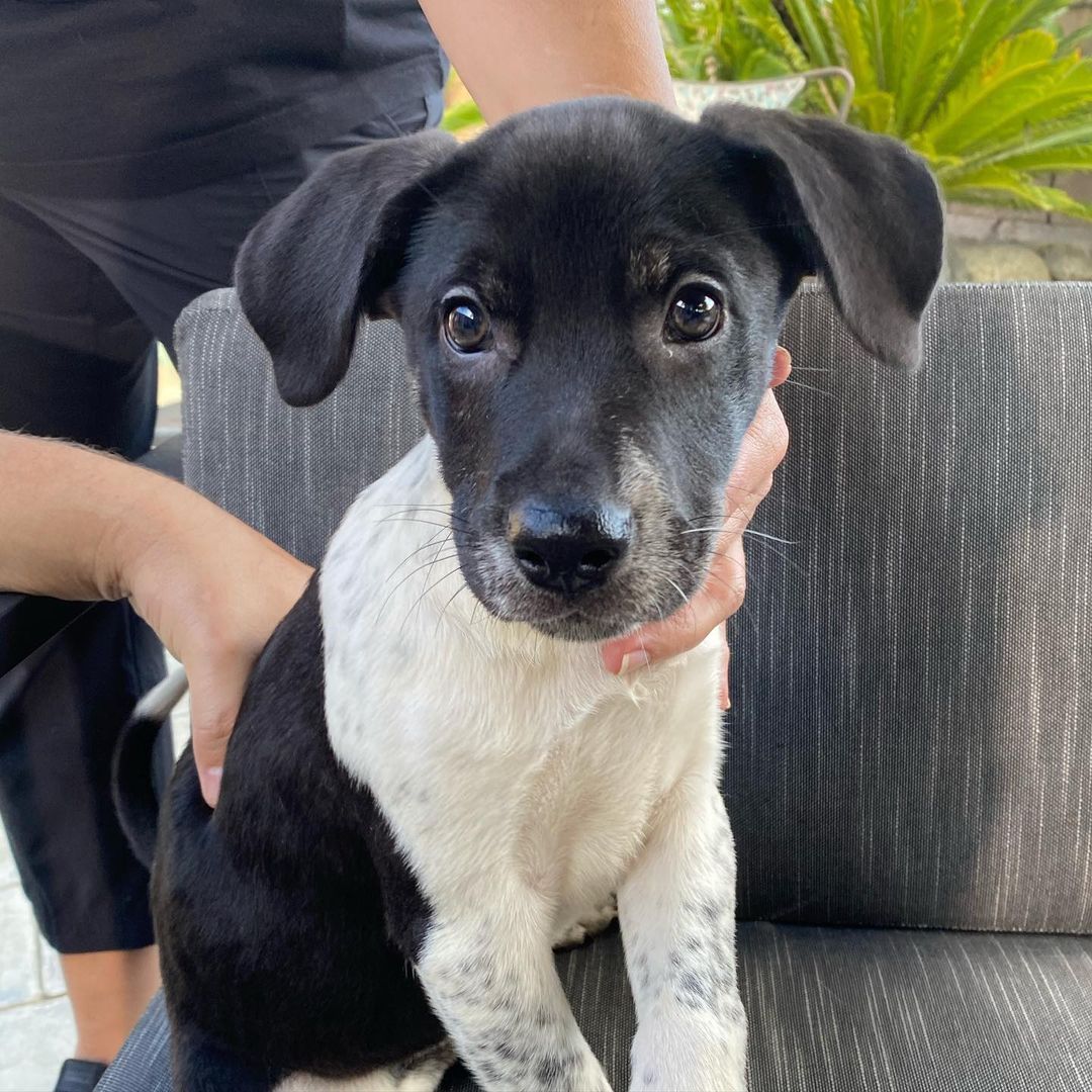 Mornin’ from 6 of mama Ember’s puppies!🤩

If you supported our 10th birthday fundraiser in October in any way, take a moment to celebrate your impact ✨ Ember and her puppies are safe and going to live wonderful lives because of you! Thank you for helping us save them!

Swipe through to see this beautiful family 😍👉 Mama Ember (who has this gorgeous cinnamon/tan/red brindle), Pie, Cider, Bones, Clove, Crisp and Pecan are all available for adoption.

Mama is about 2 years old and 44 pounds. Pups are about 11 weeks old and probably going to be around 50 pounds. They’re definitely mixed with some Husky!

If you’re interested in Ember or any of the pups, please fill out an adoption application through the link in our bio or thelittlereddog.org ❤️