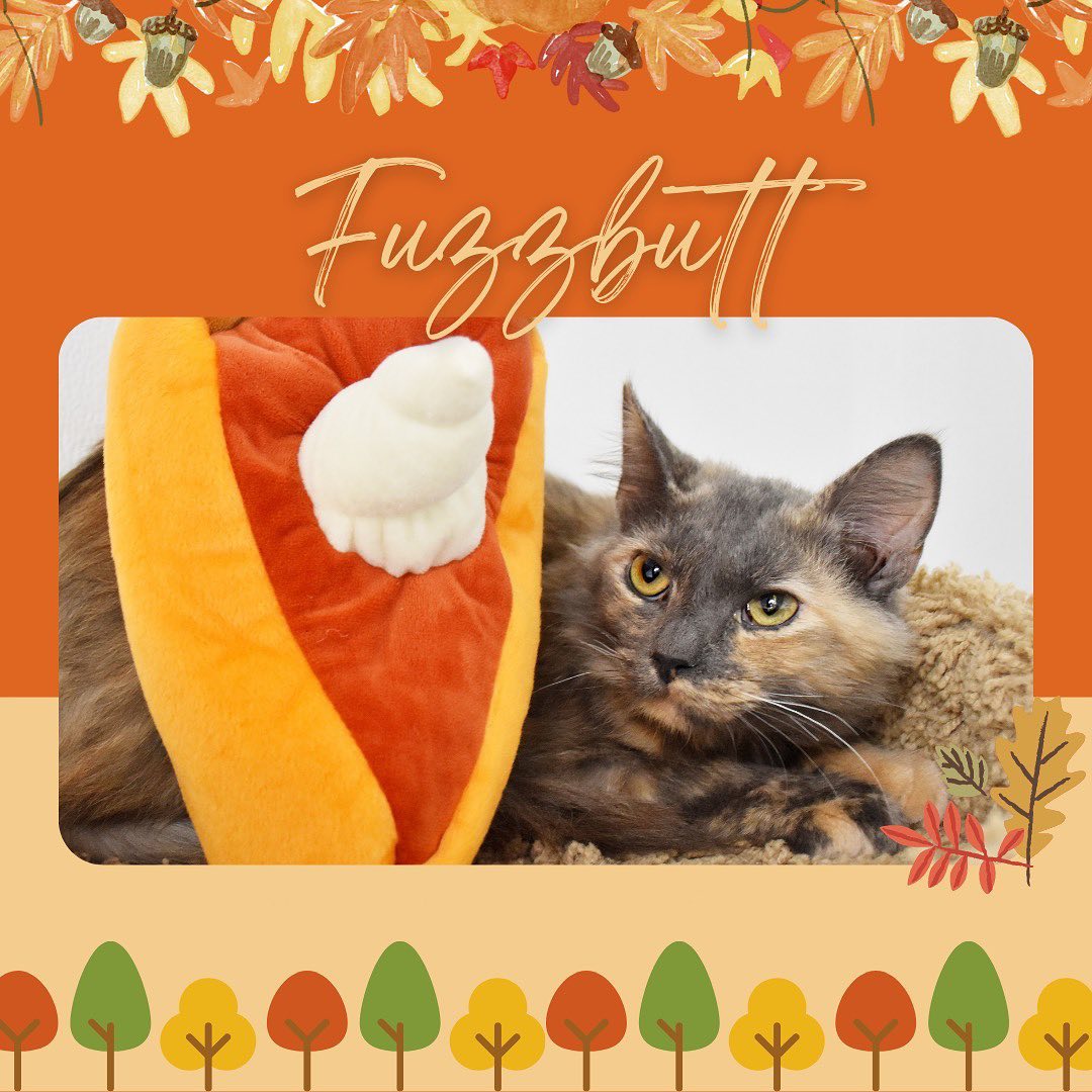 Our adoptable cats & dogs are getting ready for Thanksgiving, they would love to be spending it in their forever home this year! Come meet them today 8am-1pm.
