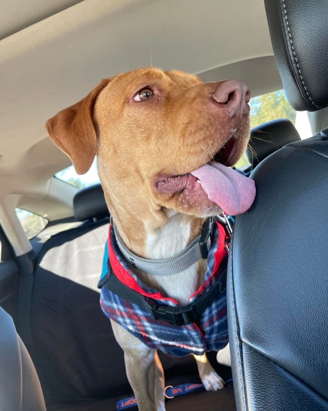 Anya got to go on an outing to Home Depot! She had the best time she got to go in the car, smell many smells, and meet a bunch of new people! This sweet lady is available for adoption & really hoping to find her people soon. 

🐾Please share🐾

<a target='_blank' href='https://www.instagram.com/explore/tags/darbsterdoggy/'>#darbsterdoggy</a> <a target='_blank' href='https://www.instagram.com/explore/tags/darbsterfoundation/'>#darbsterfoundation</a> <a target='_blank' href='https://www.instagram.com/explore/tags/opttoadopt/'>#opttoadopt</a> <a target='_blank' href='https://www.instagram.com/explore/tags/rescuedogsofinstagram/'>#rescuedogsofinstagram</a> <a target='_blank' href='https://www.instagram.com/explore/tags/rescuedismyfavoritebreed/'>#rescuedismyfavoritebreed</a>