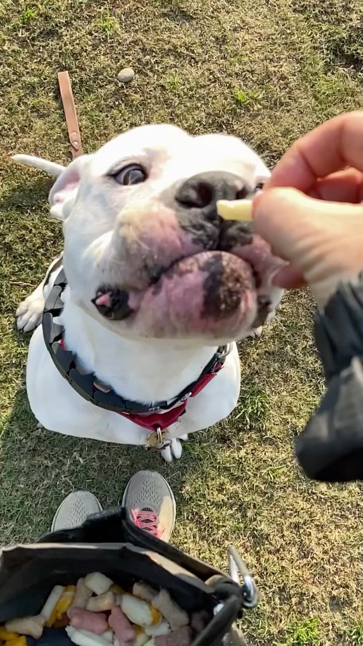 From all us at Fresno Humane, HAPPY THANKSGIVING!!! We hope you enjoy your holiday dinner as much as Jack enjoys his french fries. 🦃 gobble gobble!!!