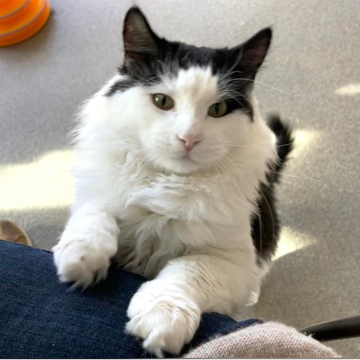 O'Henry! ❤

Henry is 7-year-old fluffy boy who can't wait to meet new people. This friendly guy is a sweet as he is handsome and at almost 12 lean lbs. he is irresistible. 

If you can't resist Henry call 208.788.4351 and meet this big boy. 🐾