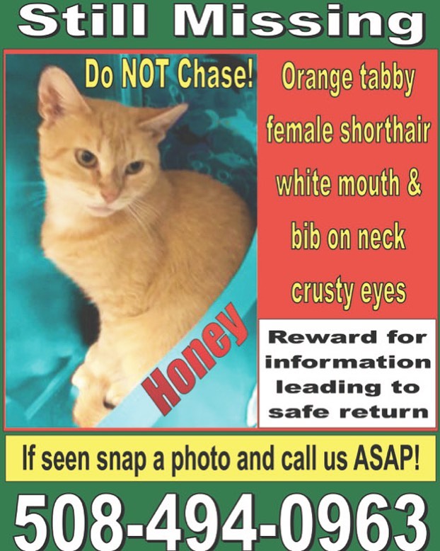 LOST CAT - DORCHESTER, Lafield St. Orange tabby female shorthair, white mouth and bib on neck. Do NOT chase. Snap a photo and call 508-494-0963 with any sightings!

Have you seen Honey? 
On September 25, 2021, a former Broken Tail Rescue cat named Honey accidentally got out of her new home in Dorchester. Honey and her bonded sibling Apple had just been adopted two days prior. 
Our volunteers immediately took action to find sweet Honey, teaming up with the wonderful folks at @charlesriveralleycats as well as concerned cat-loving neighbors. Honey has still not been found. Will you please share this post and alert your Boston area friends? (Dorchester residents especially!)
❤️