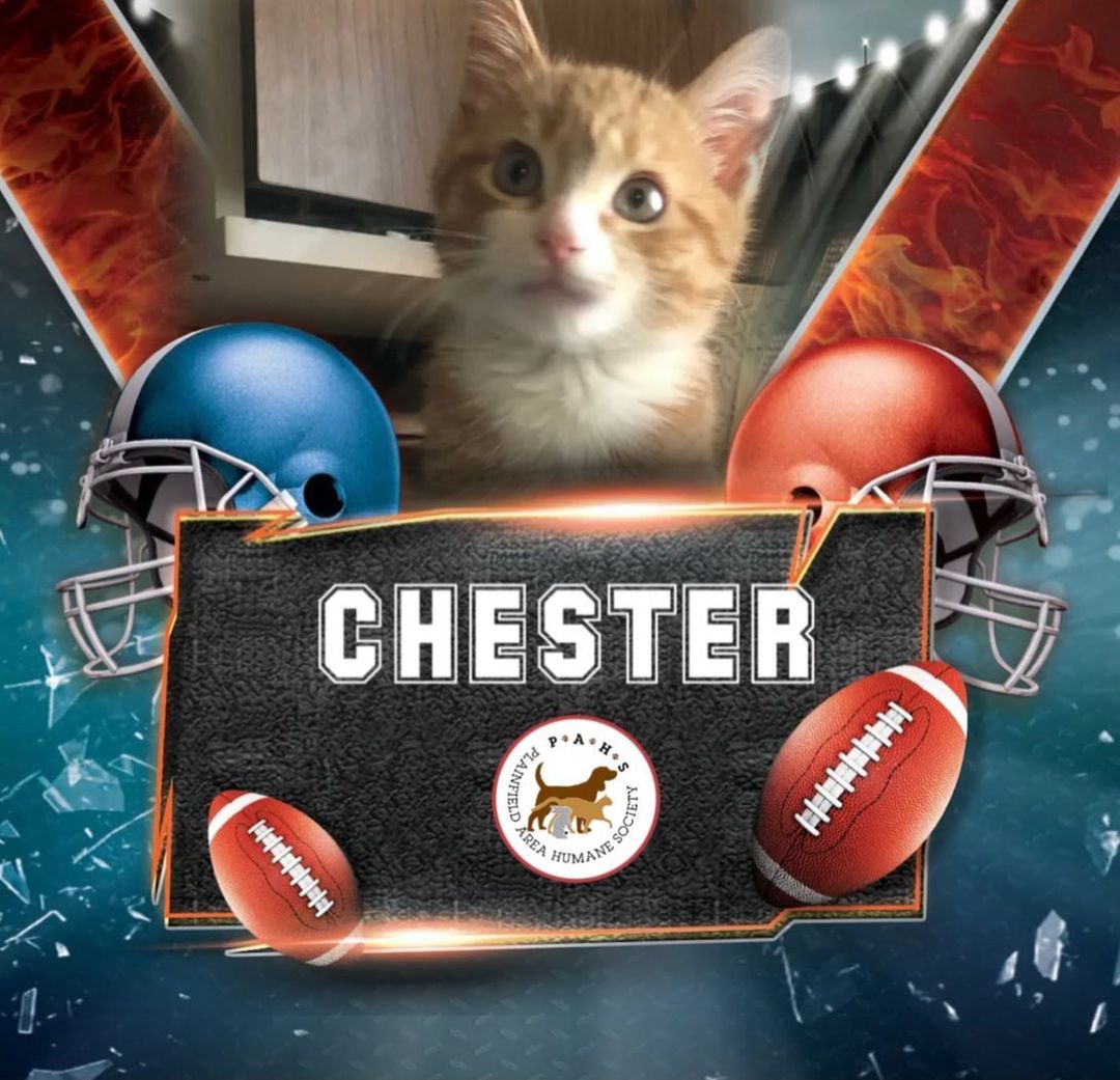 Chester is ready to go to his furever home! Give us a call to set up an appointment to meet, Chester! He’s ready to watch some football with you this season! <a target='_blank' href='https://www.instagram.com/explore/tags/thanksgivingeve/'>#thanksgivingeve</a> <a target='_blank' href='https://www.instagram.com/explore/tags/bethankful/'>#bethankful</a> <a target='_blank' href='https://www.instagram.com/explore/tags/adoptdontshop/'>#adoptdontshop</a> <a target='_blank' href='https://www.instagram.com/explore/tags/kittensofinstagram/'>#kittensofinstagram</a> <a target='_blank' href='https://www.instagram.com/explore/tags/catsofinstagram/'>#catsofinstagram</a> <a target='_blank' href='https://www.instagram.com/explore/tags/humpday/'>#humpday</a> <a target='_blank' href='https://www.instagram.com/explore/tags/football/'>#football</a> <a target='_blank' href='https://www.instagram.com/explore/tags/thursdaynightfootball/'>#thursdaynightfootball</a> <a target='_blank' href='https://www.instagram.com/explore/tags/rescuedismyfavoritebreed/'>#rescuedismyfavoritebreed</a>