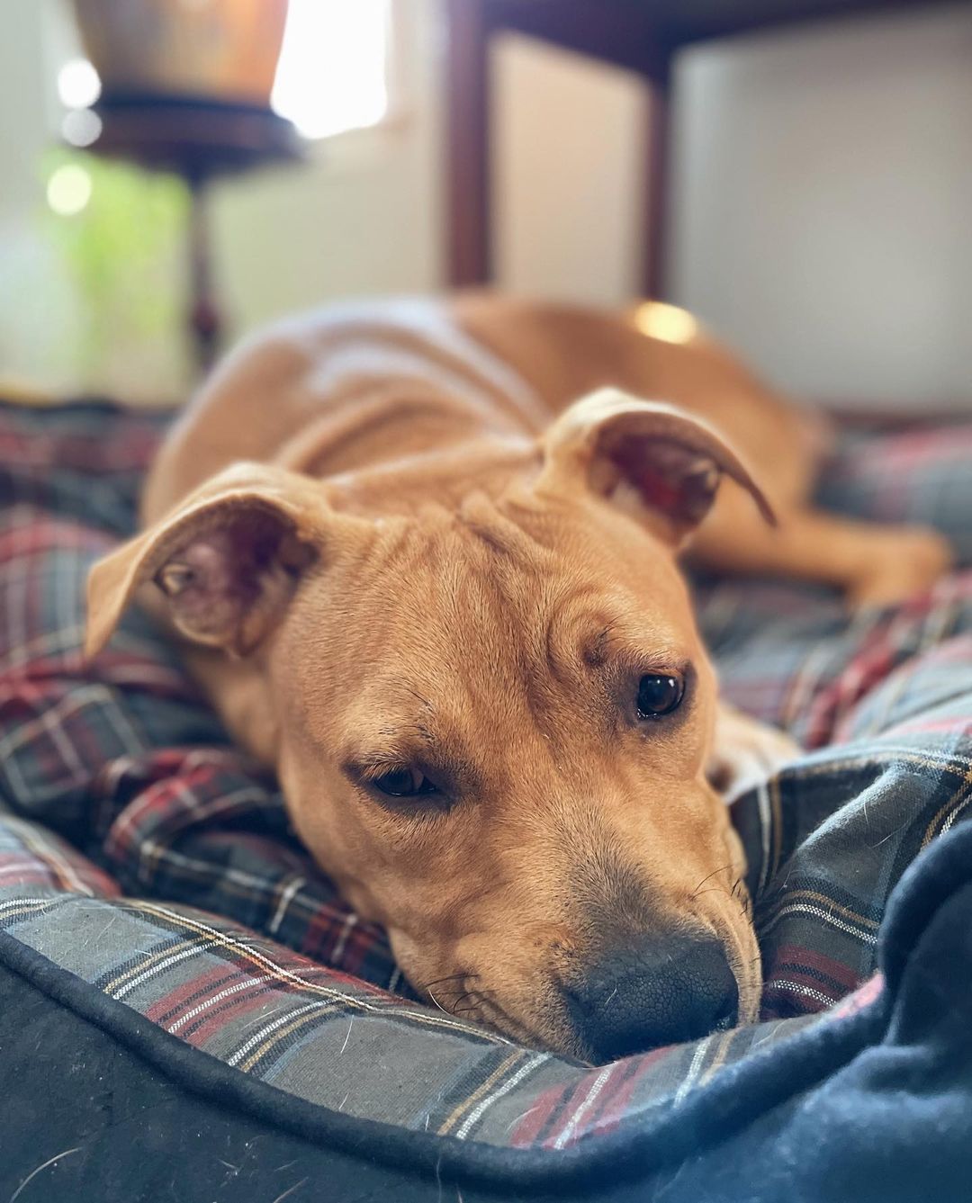 Everyone say hi to Nubbins! This cutie here will be taking over stories today - tune in to see why Nubbins is the silliest, most adorable, goof of a pup and how she would fit right in at your home ❤️

<a target='_blank' href='https://www.instagram.com/explore/tags/gpgNubbins/'>#gpgNubbins</a> <a target='_blank' href='https://www.instagram.com/explore/tags/AdoptMe/'>#AdoptMe</a> <a target='_blank' href='https://www.instagram.com/explore/tags/StoryTakeover/'>#StoryTakeover</a>