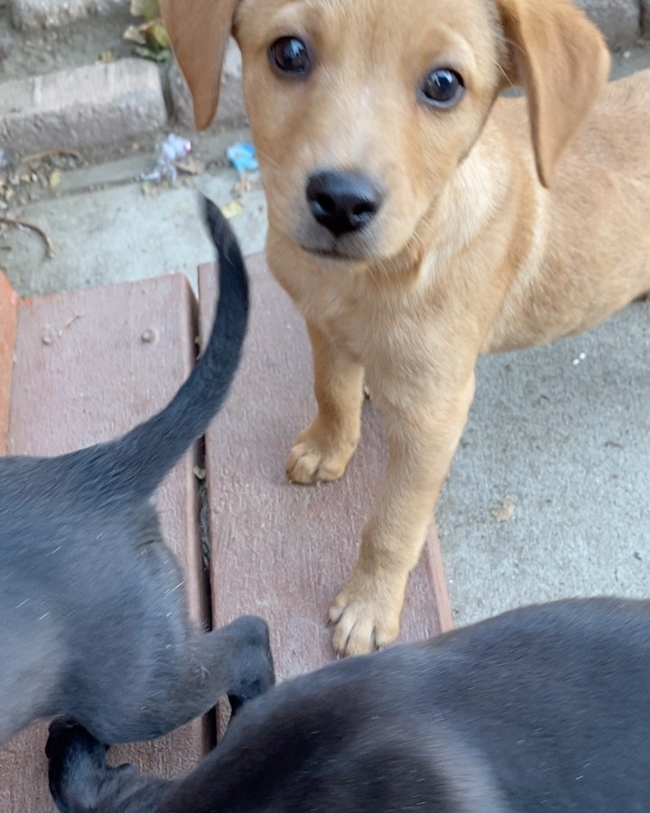 We rescued Nopales and his three siblings from a flower shop in Tijuana. They lived outside their shop for their whole lives, until one of our friends brought them to our attention. They’re now fully vaccinated and looking for their furever homes!

Nopales is so sweet, trusting, and charming. He gets so excited to see his human and dog friends. He loves to play with everyone he meets. He has the softest fur and the sweetest puppy breath!

We think these pups are mixes of lab and possibly vizsla, pitty, or Shepherd. Whatever they are, they are unbelievably sweet and adorable. We think they’ll grow to be 40-50 pounds.

Please apply for Nopales through our website: pupswithoutborders.org

<a target='_blank' href='https://www.instagram.com/explore/tags/adoptdontshop/'>#adoptdontshop</a> <a target='_blank' href='https://www.instagram.com/explore/tags/adoptme/'>#adoptme</a> <a target='_blank' href='https://www.instagram.com/explore/tags/puppies/'>#puppies</a> <a target='_blank' href='https://www.instagram.com/explore/tags/dog/'>#dog</a> <a target='_blank' href='https://www.instagram.com/explore/tags/dogs/'>#dogs</a> <a target='_blank' href='https://www.instagram.com/explore/tags/rescuedogsofinstagram/'>#rescuedogsofinstagram</a> <a target='_blank' href='https://www.instagram.com/explore/tags/puppiesofinstagram/'>#puppiesofinstagram</a> <a target='_blank' href='https://www.instagram.com/explore/tags/dogsofinstagram/'>#dogsofinstagram</a> <a target='_blank' href='https://www.instagram.com/explore/tags/puppy/'>#puppy</a> <a target='_blank' href='https://www.instagram.com/explore/tags/losangeles/'>#losangeles</a>