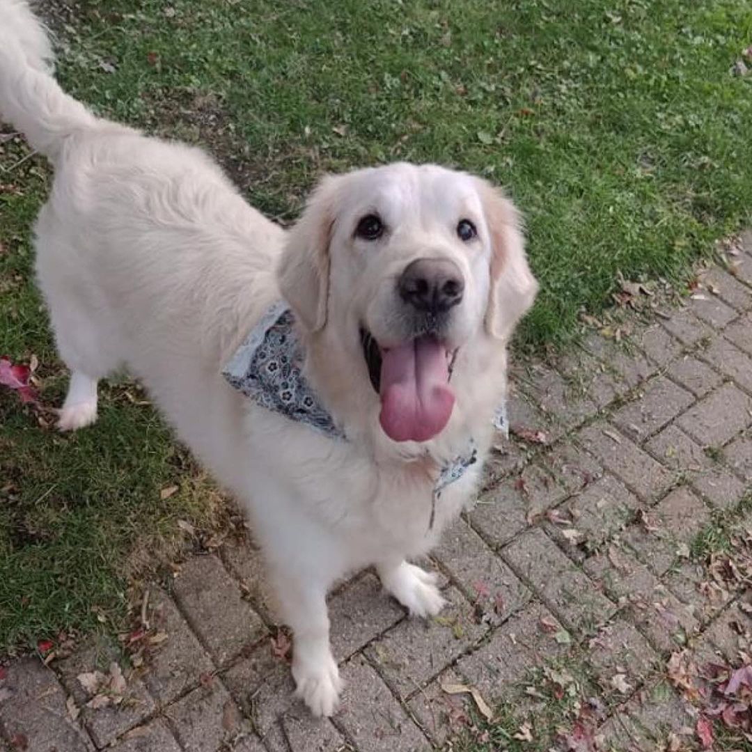 It’s true, we’ve got a Golden in residence! Please read his entire bio to ensure he would be a good fit for your home before applying:

My name is Tyler. I am a 5yo Golden Retriever and I weigh 94lbs. I’m at SCCR because my human got sick and had to go to a different place to live and I wasn’t allowed to go. I am hoping for a home where I can get lots of love and attention and be with my human as much as possible.
 
Foster Mom says I should be honest so I am going to tell you all about me — the good and the not-so-good. I am completely housebroken and will adjust to your schedule. I am good at waiting until you are ready to go for a walk or to let me into your backyard. 

I am choosy about my food; Foster Mom has found a food I really like and any treats fall into my tasty food category. As for my crate, you may have to coax me into it but once I’m in it’s okay. Foster Mom puts me in there when she isn’t home and I sleep in it at night. During the day, I can nap wherever if she’s home; she even allows me on furniture.

I’m okay with other dogs but I don’t care to play. If they get too close or they try to entice me to play I will run away from them. I’m just not interested. I do love my toys and usually carry one around the house. Loud noises make me a little nervous and I admit that children are not high on my list of enjoyable humans. 
 
I love my walks. Foster Mom is working with me on not pulling on leash. I’m learning. Oh, and I have some allergies but they seem to be under control with Apoquel. My ears take the brunt of the allergies so you may have to put drops in them from time to time. I’m used to it and won’t put up much of a fuss. 
 
Are you a grown-up? Generous with ear scratches and belly rubs? Do you have a pantry well-stocked with yummy treats? And, most importantly, are you looking for someone to love? Look no further. I’m right here.