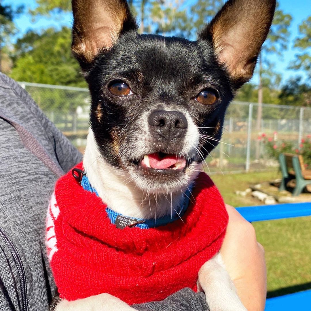 Oh my UNDERBITE! Rocco is a volunteer favorite. I mean, really? Who can resist an underbite? He was found at a busy intersection and luckily was rescued! He is around 4 yrs old and sweet as pie! He loves cuddles, toys and attention. Meet Rocco today!  We will be closed for Thanksgiving tomorrow and Thursday, back on Friday from 10-2. <a target='_blank' href='https://www.instagram.com/explore/tags/abandonedanimalrescue/'>#abandonedanimalrescue</a> <a target='_blank' href='https://www.instagram.com/explore/tags/givingpawsahelpinghand/'>#givingpawsahelpinghand</a> <a target='_blank' href='https://www.instagram.com/explore/tags/dogsofaar/'>#dogsofaar</a> <a target='_blank' href='https://www.instagram.com/explore/tags/pupper/'>#pupper</a> <a target='_blank' href='https://www.instagram.com/explore/tags/doggo/'>#doggo</a> <a target='_blank' href='https://www.instagram.com/explore/tags/rescue/'>#rescue</a> <a target='_blank' href='https://www.instagram.com/explore/tags/rescuedogs/'>#rescuedogs</a> <a target='_blank' href='https://www.instagram.com/explore/tags/shelterdog/'>#shelterdog</a> <a target='_blank' href='https://www.instagram.com/explore/tags/happydog/'>#happydog</a> <a target='_blank' href='https://www.instagram.com/explore/tags/gooddoggo/'>#gooddoggo</a> <a target='_blank' href='https://www.instagram.com/explore/tags/lovedogs/'>#lovedogs</a> <a target='_blank' href='https://www.instagram.com/explore/tags/puppies/'>#puppies</a> <a target='_blank' href='https://www.instagram.com/explore/tags/adopt/'>#adopt</a> <a target='_blank' href='https://www.instagram.com/explore/tags/adoptdontshop/'>#adoptdontshop</a> <a target='_blank' href='https://www.instagram.com/explore/tags/adoptable/'>#adoptable</a> <a target='_blank' href='https://www.instagram.com/explore/tags/conroetx/'>#conroetx</a> <a target='_blank' href='https://www.instagram.com/explore/tags/springtx/'>#springtx</a> <a target='_blank' href='https://www.instagram.com/explore/tags/katytx/'>#katytx</a> <a target='_blank' href='https://www.instagram.com/explore/tags/cypresstx/'>#cypresstx</a> <a target='_blank' href='https://www.instagram.com/explore/tags/houston/'>#houston</a> <a target='_blank' href='https://www.instagram.com/explore/tags/magnoliachamberofcommerce/'>#magnoliachamberofcommerce</a> <a target='_blank' href='https://www.instagram.com/explore/tags/magnoliatx/'>#magnoliatx</a> <a target='_blank' href='https://www.instagram.com/explore/tags/thewoodlands/'>#thewoodlands</a> <a target='_blank' href='https://www.instagram.com/explore/tags/chihuahua/'>#chihuahua</a> <a target='_blank' href='https://www.instagram.com/explore/tags/chihuahualife/'>#chihuahualife</a> <a target='_blank' href='https://www.instagram.com/explore/tags/chihuahualove/'>#chihuahualove</a> <a target='_blank' href='https://www.instagram.com/explore/tags/underbite/'>#underbite</a>