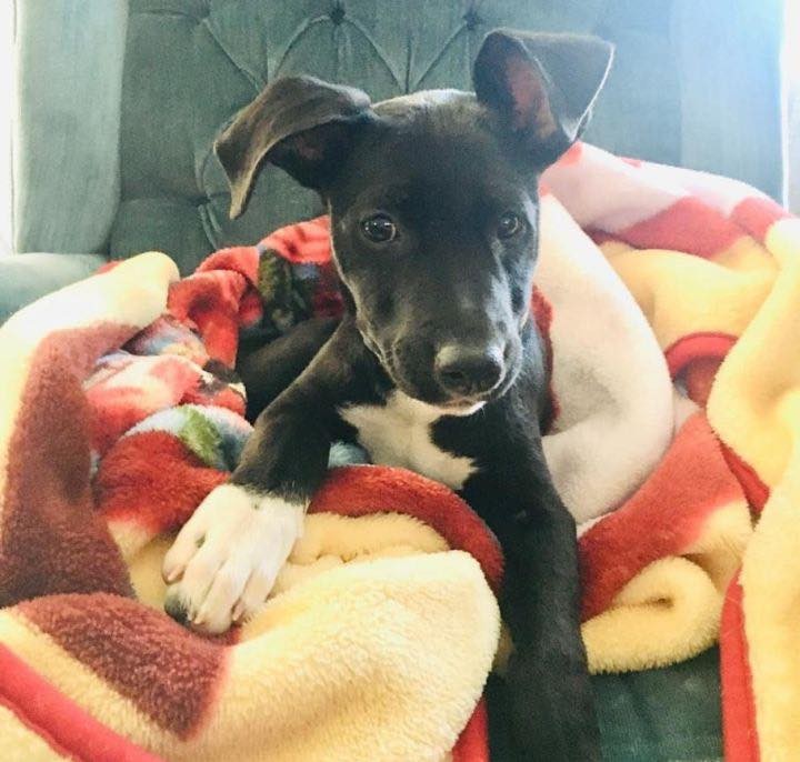 I’m Meme and I am the cutest, most lovable puppy in the world! I am a 3 to 4-month-old black terrier mix. I am only about 8-9 pounds. I have cute white socks on my giant feet—I have some growing still to do! I am up to date on my shots and will be ready to get spayed in January. I came to rescue from a kill shelter in rural, LA, after I was found a stray and no one came looking for me. I love every person I meet and want to jump in their arms and kiss them and love on them! I am teething right now and need chew toys all over the house. But as long as I have toys, I don’t chew the house. I am working on not chewing on my foster family’s hands and am much better than when I first arrived. I am high energy and need walks and play time every day. I do well in my kennel when you have to leave. I am progressing well with house training and walking on a leash. I get along really well with the dogs and kids in my foster house. I would love to have a doggie playmate, but the kids in my foster house are great playmates too since my foster dog sisters are too old to play with me. I have met the neighbor’s cat and we get along too! I have the cutest crooked ears and I know you will fall in love with me when you meet me. Will you give me a forever home to grow up in and be your loyal, bestest friend?? 

Please note: as with most rescue puppies, we have no way to guarantee this puppy’s breed or size potential. 

If you are interested in meeting and/or adopting, the first step is to please visit our website to complete an application and read all of our FAQs: https://www.takepawsrescue.org/adopt 

<a target='_blank' href='https://www.instagram.com/explore/tags/adoptdontshop/'>#adoptdontshop</a> <a target='_blank' href='https://www.instagram.com/explore/tags/spayandneuter/'>#spayandneuter</a> <a target='_blank' href='https://www.instagram.com/explore/tags/rescuedogsofinstagram/'>#rescuedogsofinstagram</a> <a target='_blank' href='https://www.instagram.com/explore/tags/rescuedismyfavoritebreed/'>#rescuedismyfavoritebreed</a> <a target='_blank' href='https://www.instagram.com/explore/tags/adoptme/'>#adoptme</a> <a target='_blank' href='https://www.instagram.com/explore/tags/noladogs/'>#noladogs</a> <a target='_blank' href='https://www.instagram.com/explore/tags/nola/'>#nola</a> <a target='_blank' href='https://www.instagram.com/explore/tags/neworleans/'>#neworleans</a> <a target='_blank' href='https://www.instagram.com/explore/tags/louisiana/'>#louisiana</a>  <a target='_blank' href='https://www.instagram.com/explore/tags/adoptablackdog/'>#adoptablackdog</a>