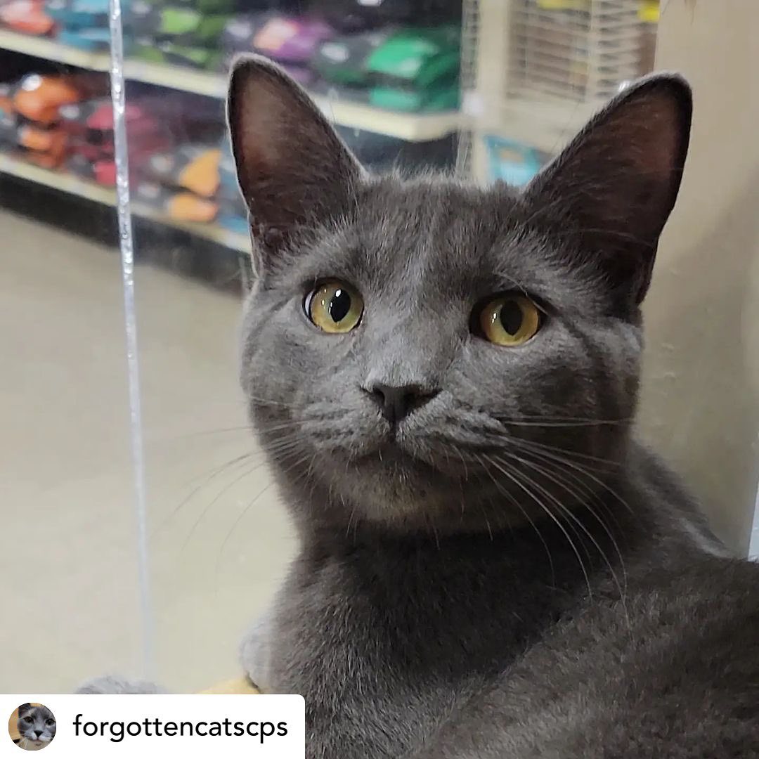 What a handsome stud!that just arrived at the Christiana PetSmart💙💙@forgottencatscps 

Adopt handsome STEELO! Apply online using link in bio or in person at Christiana Petsmart. 🐈‍⬛💙🐈‍⬛💙<a target='_blank' href='https://www.instagram.com/explore/tags/forgottencatschristiana/'>#forgottencatschristiana</a> <a target='_blank' href='https://www.instagram.com/explore/tags/forgottencats/'>#forgottencats</a> <a target='_blank' href='https://www.instagram.com/explore/tags/catsofinstagram/'>#catsofinstagram</a>