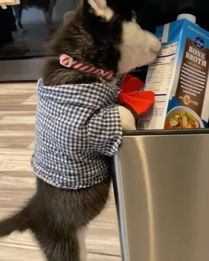 Oh my goodness 😍

Sweet Zorro survived parvo and is thriving now. He is eating like a champ and has found his husky voice!!! This adorable baby is looking for a foster to adopt home. Husky experience needed. 

Apply now ⬇️⬇️⬇️

https://www.vegaspetrescueproject.com/dog-adoption-interest-form