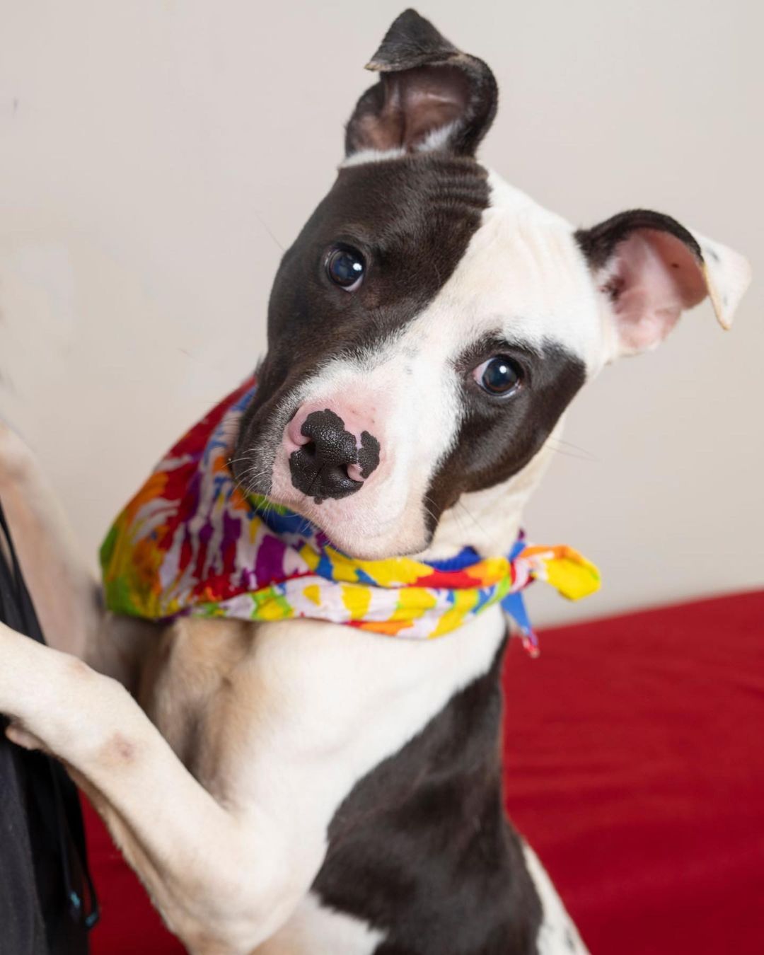 Meet our dog of the week, Beaux! 🐶

Beaux is truly a special soul! He listens super well and is loyal to his person. He loves being a couch potato but also has energy to be an active dog. He walks well on the leash except when he occasionally wants to try and to walk himself. He likes bones and knows how to entertain himself. Beaux is a quick learner and has almost mastered “leave it,” “stay” and “off.”
He is crate trained and is almost house broken. 

For more info, please email adopt@caabr.org!🐾