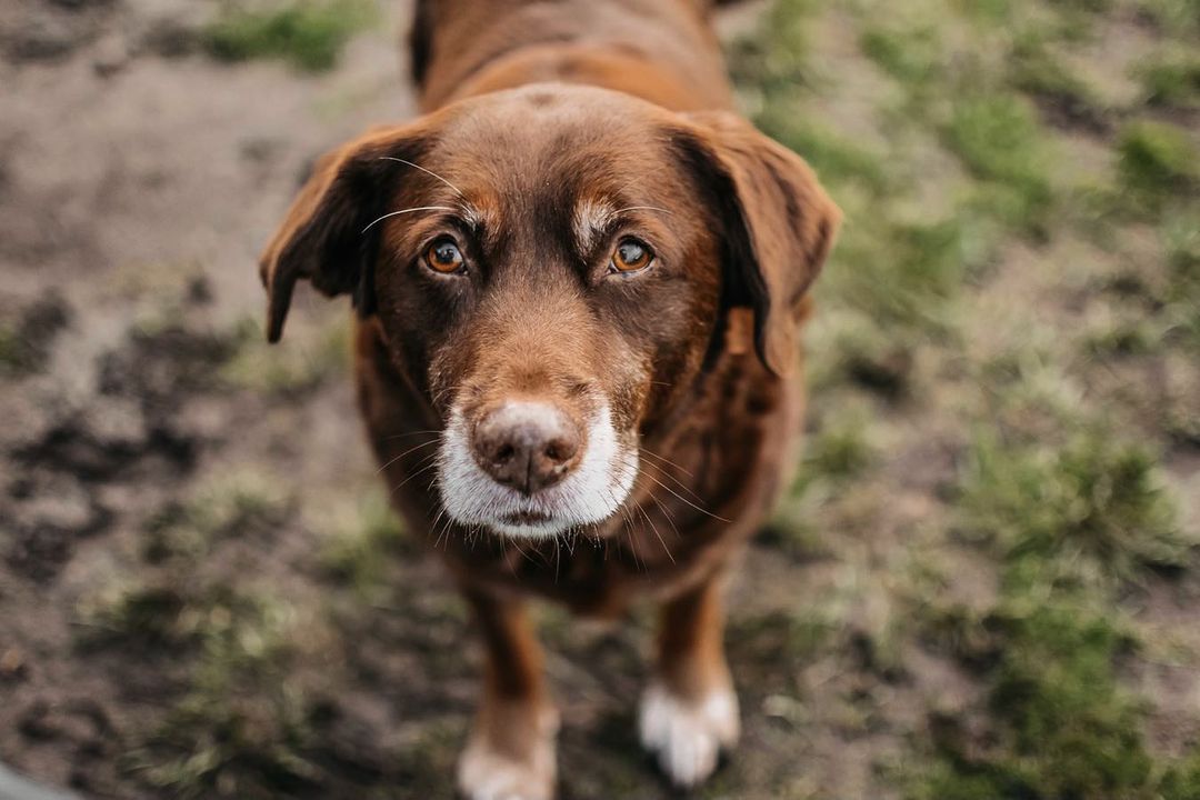 Our senior friend Sierra is looking for a home! She’s an 11 year old lab mix. She does well with cats and kids, but she’s not fond of other doggies. If you’re looking for a sweet doggy send us an email!❤️🐾 <a target='_blank' href='https://www.instagram.com/explore/tags/adoptdontshop/'>#adoptdontshop</a> <a target='_blank' href='https://www.instagram.com/explore/tags/adoptadog/'>#adoptadog</a> <a target='_blank' href='https://www.instagram.com/explore/tags/dogsofig/'>#dogsofig</a> <a target='_blank' href='https://www.instagram.com/explore/tags/adoptpurelove/'>#adoptpurelove</a> <a target='_blank' href='https://www.instagram.com/explore/tags/adoption/'>#adoption</a> <a target='_blank' href='https://www.instagram.com/explore/tags/hscc/'>#hscc</a>