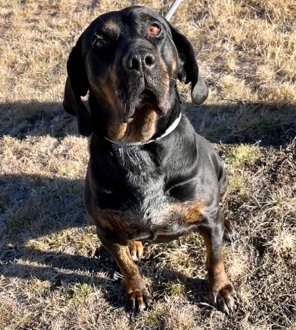 Meet Martha Washington!
Bloodhound/Rottweiler
Spayed Female
Est. Age: 7 Years
Weight: 74 lbs.

Bio Coming Soon. If you would like additional information in the meantime, please give us a call at 208.788.4351 or email adoptions@mountainhumane.org.