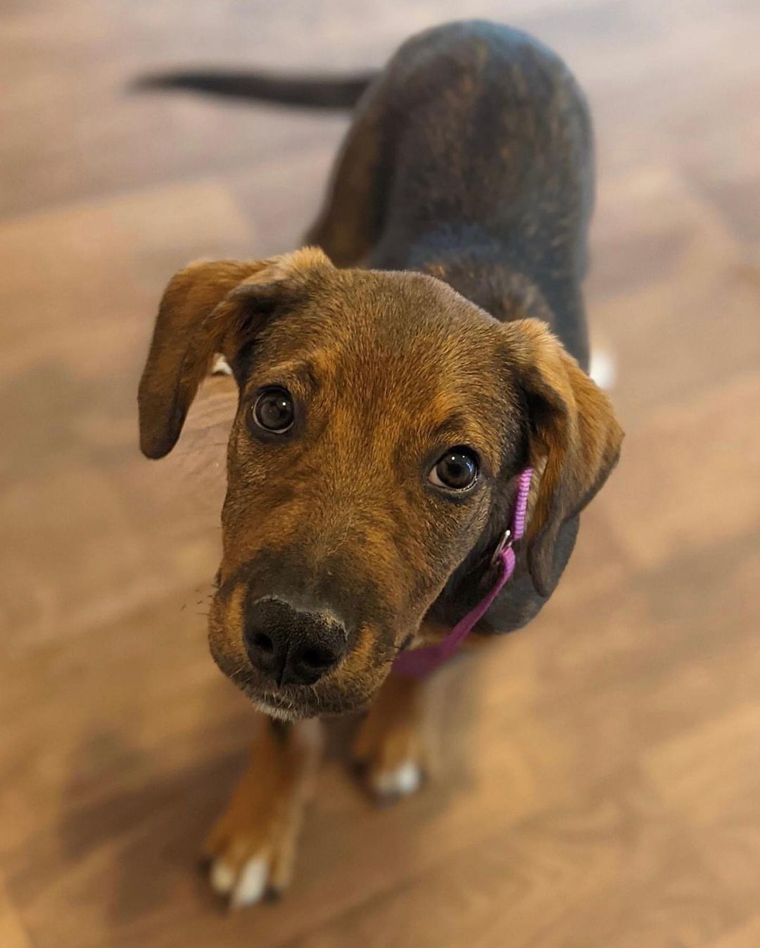 🦃Happy Thanksgiving from Matilda!🦃
🐾Female
🐾Age: DOB: 7/31/2021
🐾Weight: 22 lbs and growing!
🐾Breed: Beagle/Shepherd/Lab mix
♥️
Hey there, I’m Matilda! I have a big personality with a big heart to match! I enjoy wrestling with my sister and foster siblings and love cuddling up for a good nap afterwards! I currently enjoy playing with all the toys, bouncing around with my furry friends and cuddles! I absolutely love treats and am food motivated which will be super helpful for training.
🥧 
Speaking of training, since I am so young, I am still learning all the basics such as house training, crate training and leash training. I am catching on quickly though! I would love to find an active family who can keep me entertained with lots of exercise or have my very own fur sibling who will play with me!
🍁 
If you are interested in meeting Matilda, apply to adopt her at www.causeforcanines.org
Must have a flexible schedule to accommodate a puppy’s needs.
Adoption fee: $350
Must be an Ohio resident & 23 or older.
Children must be 5 or older.