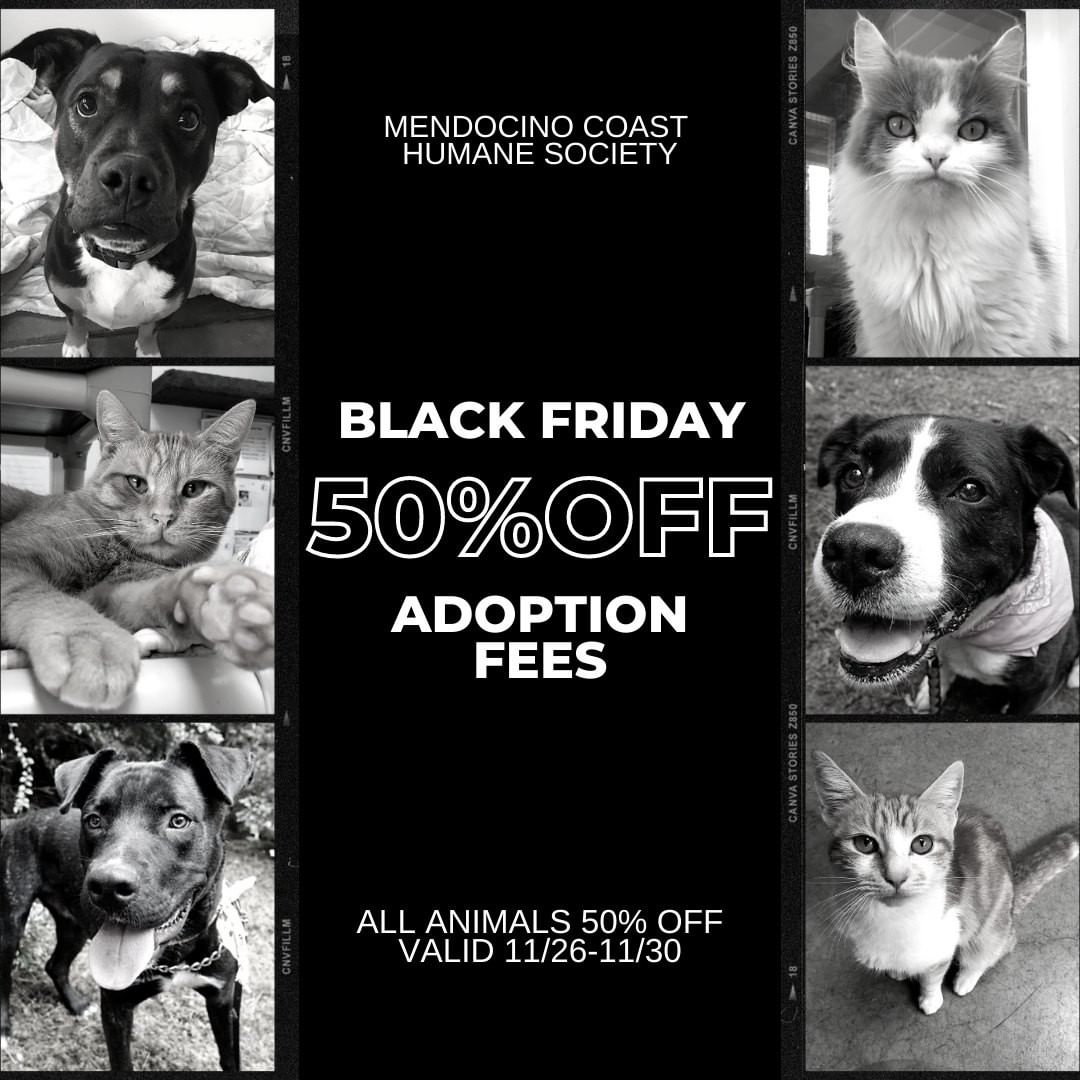 Thinking of adding a new member to your family? NOW is the time! We are running and Black Friday adoption special offering 50% off ALL adoption fees from 11/26-11/30. We want to find all our animals loving and attentive homes for the holiday season! This means:

Kittens $100
Cats 1-6 yrs old $75
Cats 7+ $37.50
Puppies $112.50
Dogs 1-6 yrs old $75
Dogs 7+ $37.50

Get yourself to the shelter starting this Friday to find your new best friend!

<a target='_blank' href='https://www.instagram.com/explore/tags/blackfriday/'>#blackfriday</a> <a target='_blank' href='https://www.instagram.com/explore/tags/blackfridaysale/'>#blackfridaysale</a> <a target='_blank' href='https://www.instagram.com/explore/tags/adoptionspecial/'>#adoptionspecial</a> <a target='_blank' href='https://www.instagram.com/explore/tags/homefortheholidays/'>#homefortheholidays</a> <a target='_blank' href='https://www.instagram.com/explore/tags/cat/'>#cat</a> <a target='_blank' href='https://www.instagram.com/explore/tags/cats/'>#cats</a> <a target='_blank' href='https://www.instagram.com/explore/tags/catsofinstagram/'>#catsofinstagram</a> <a target='_blank' href='https://www.instagram.com/explore/tags/sheltercat/'>#sheltercat</a> <a target='_blank' href='https://www.instagram.com/explore/tags/dog/'>#dog</a> <a target='_blank' href='https://www.instagram.com/explore/tags/dogs/'>#dogs</a> <a target='_blank' href='https://www.instagram.com/explore/tags/dogsofinstagram/'>#dogsofinstagram</a> <a target='_blank' href='https://www.instagram.com/explore/tags/shelterdogs/'>#shelterdogs</a> <a target='_blank' href='https://www.instagram.com/explore/tags/mendocinocoasthumanesociety/'>#mendocinocoasthumanesociety</a> <a target='_blank' href='https://www.instagram.com/explore/tags/humanesociety/'>#humanesociety</a> <a target='_blank' href='https://www.instagram.com/explore/tags/rescue/'>#rescue</a> <a target='_blank' href='https://www.instagram.com/explore/tags/dogrescue/'>#dogrescue</a> <a target='_blank' href='https://www.instagram.com/explore/tags/rescuedismyfavoritebreed/'>#rescuedismyfavoritebreed</a> <a target='_blank' href='https://www.instagram.com/explore/tags/shelter/'>#shelter</a> <a target='_blank' href='https://www.instagram.com/explore/tags/adoptable/'>#adoptable</a> <a target='_blank' href='https://www.instagram.com/explore/tags/adopt/'>#adopt</a> <a target='_blank' href='https://www.instagram.com/explore/tags/adoptdontshop/'>#adoptdontshop</a> <a target='_blank' href='https://www.instagram.com/explore/tags/adoptme/'>#adoptme</a> <a target='_blank' href='https://www.instagram.com/explore/tags/cute/'>#cute</a> <a target='_blank' href='https://www.instagram.com/explore/tags/adorable/'>#adorable</a> <a target='_blank' href='https://www.instagram.com/explore/tags/mendocino/'>#mendocino</a> <a target='_blank' href='https://www.instagram.com/explore/tags/mendocinocoast/'>#mendocinocoast</a> <a target='_blank' href='https://www.instagram.com/explore/tags/fortbragg/'>#fortbragg</a> <a target='_blank' href='https://www.instagram.com/explore/tags/fortbraggca/'>#fortbraggca</a> <a target='_blank' href='https://www.instagram.com/explore/tags/humanesociety/'>#humanesociety</a> <a target='_blank' href='https://www.instagram.com/explore/tags/northcoast/'>#northcoast</a> <a target='_blank' href='https://www.instagram.com/explore/tags/northerncalifornia/'>#northerncalifornia</a>