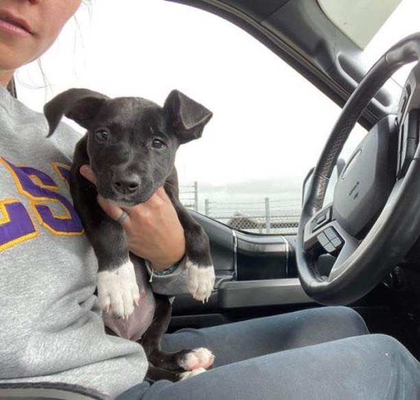 I’m Meme and I am the cutest, most lovable puppy in the world! I am a 3 to 4-month-old black terrier mix. I am only about 8-9 pounds. I have cute white socks on my giant feet—I have some growing still to do! I am up to date on my shots and will be ready to get spayed in January. I came to rescue from a kill shelter in rural, LA, after I was found a stray and no one came looking for me. I love every person I meet and want to jump in their arms and kiss them and love on them! I am teething right now and need chew toys all over the house. But as long as I have toys, I don’t chew the house. I am working on not chewing on my foster family’s hands and am much better than when I first arrived. I am high energy and need walks and play time every day. I do well in my kennel when you have to leave. I am progressing well with house training and walking on a leash. I get along really well with the dogs and kids in my foster house. I would love to have a doggie playmate, but the kids in my foster house are great playmates too since my foster dog sisters are too old to play with me. I have met the neighbor’s cat and we get along too! I have the cutest crooked ears and I know you will fall in love with me when you meet me. Will you give me a forever home to grow up in and be your loyal, bestest friend?? 

Please note: as with most rescue puppies, we have no way to guarantee this puppy’s breed or size potential. 

If you are interested in meeting and/or adopting, the first step is to please visit our website to complete an application and read all of our FAQs: https://www.takepawsrescue.org/adopt 

<a target='_blank' href='https://www.instagram.com/explore/tags/adoptdontshop/'>#adoptdontshop</a> <a target='_blank' href='https://www.instagram.com/explore/tags/spayandneuter/'>#spayandneuter</a> <a target='_blank' href='https://www.instagram.com/explore/tags/rescuedogsofinstagram/'>#rescuedogsofinstagram</a> <a target='_blank' href='https://www.instagram.com/explore/tags/rescuedismyfavoritebreed/'>#rescuedismyfavoritebreed</a> <a target='_blank' href='https://www.instagram.com/explore/tags/adoptme/'>#adoptme</a> <a target='_blank' href='https://www.instagram.com/explore/tags/noladogs/'>#noladogs</a> <a target='_blank' href='https://www.instagram.com/explore/tags/nola/'>#nola</a> <a target='_blank' href='https://www.instagram.com/explore/tags/neworleans/'>#neworleans</a> <a target='_blank' href='https://www.instagram.com/explore/tags/louisiana/'>#louisiana</a>  <a target='_blank' href='https://www.instagram.com/explore/tags/adoptablackdog/'>#adoptablackdog</a>