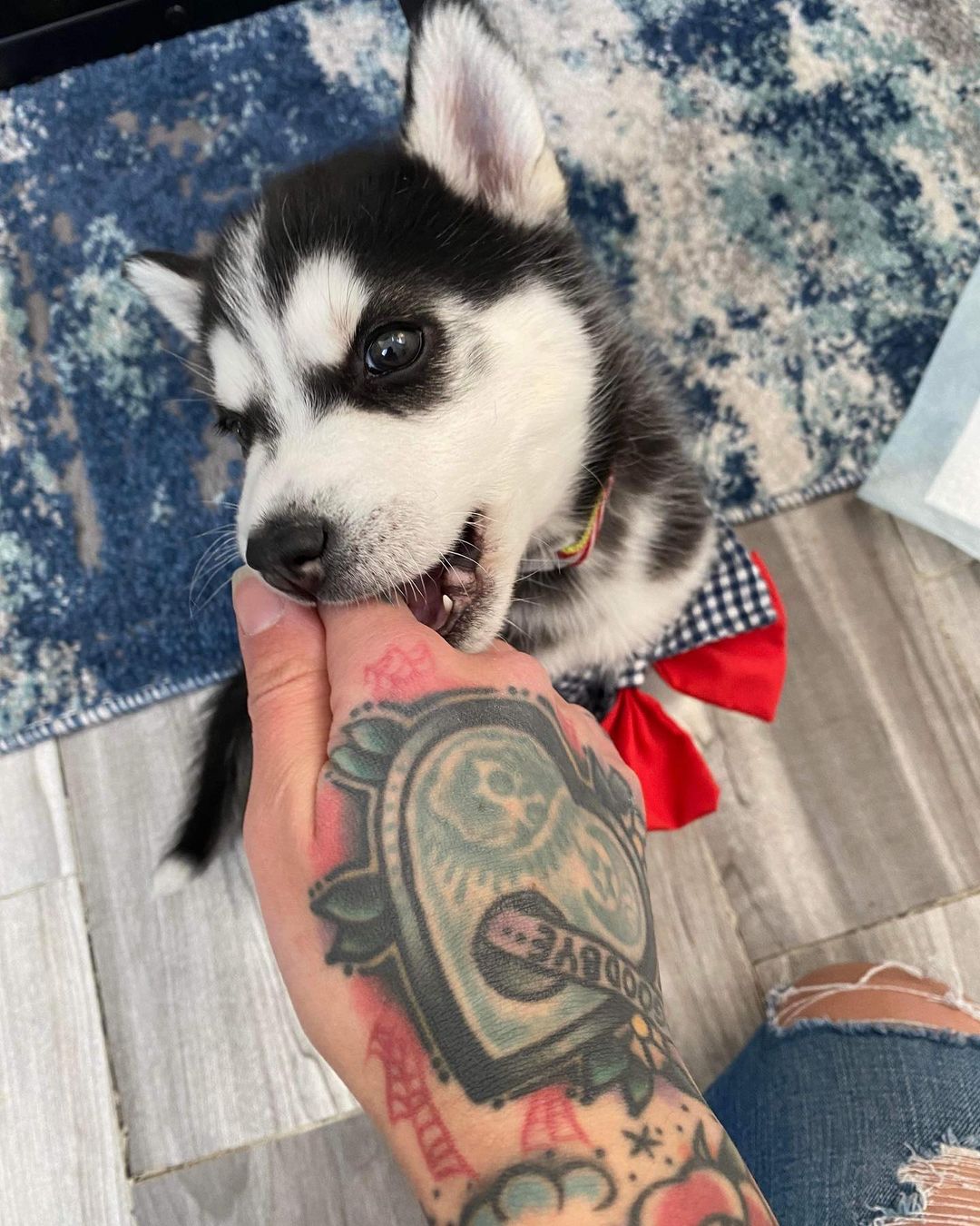 Oh my goodness 😍

Sweet Zorro survived parvo and is thriving now. He is eating like a champ and has found his husky voice!!! This adorable baby is looking for a foster to adopt home. Husky experience needed. 

Apply now ⬇️⬇️⬇️

https://www.vegaspetrescueproject.com/dog-adoption-interest-form