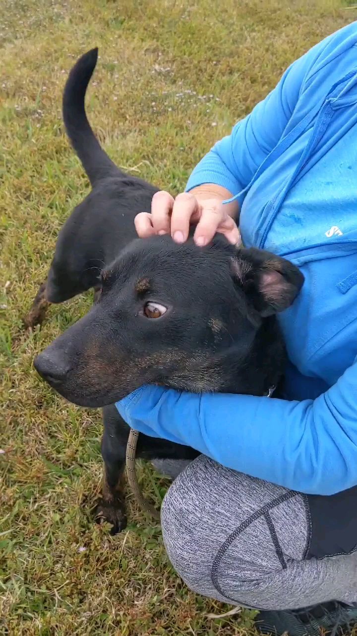 Stanley has been in the Vermilion Parish Shelter in rural South Louisiana for over 400 days. We are noticing that he is beginning to shut down. He has lots of jumpy energy in his kennel before being walked, but calms down after a nice stroll around the yard. The dogs in this shelter are not walked regularly, so we can't blame Stanley for his energy levels. We would get bored too sitting in a concrete kennel for 400 days. 

We know that Stanley needing a home without other animals may deter some adopters, but he will provide you with all the love that you could possibly need. He will be your loyal best friend, we promise! Please share this far and wide and let’s get Stanley adopted!

Stanley can be fostered or adopted through AAVA. Please fill out an application at www.aavarescue.com or email animalaidvermilion@gmail.com with any inquiries!