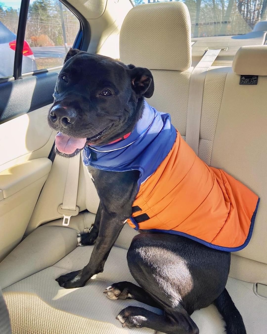 Our handsome 🐾Rescue Dog of the Week🐾 Bo went on a nice nature walk yesterday! He was so excited to spend some time in the woods with his friend…I mean look at that smile! Bo would love to have a family of his own to snuggle, love in, and go on nature walks with. He can’t wait to help his future home walk off that extra turkey weight!😉

🐾Please share🐾

<a target='_blank' href='https://www.instagram.com/explore/tags/darbsterdoggy/'>#darbsterdoggy</a> <a target='_blank' href='https://www.instagram.com/explore/tags/darbsterfoundation/'>#darbsterfoundation</a> <a target='_blank' href='https://www.instagram.com/explore/tags/opttoadopt/'>#opttoadopt</a> <a target='_blank' href='https://www.instagram.com/explore/tags/rescuedogsofinstagram/'>#rescuedogsofinstagram</a> <a target='_blank' href='https://www.instagram.com/explore/tags/rescuedismyfavoritebreed/'>#rescuedismyfavoritebreed</a> <a target='_blank' href='https://www.instagram.com/explore/tags/rescuedogoftheweek/'>#rescuedogoftheweek</a>