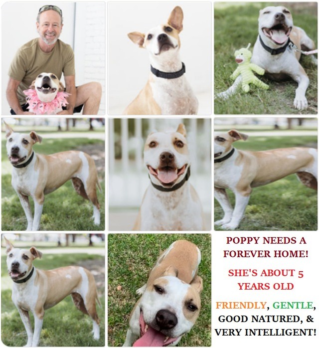 ADOPT POPPY!!!!!!!