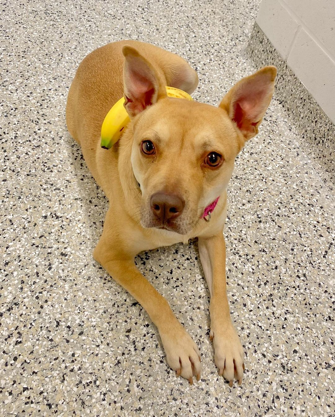 (Banana for scale) Adopt your very own Petite Pocket Pittie! Okay, maybe she’s not THAT small, but at 35 pounds, Miss Evie is at a lovely 