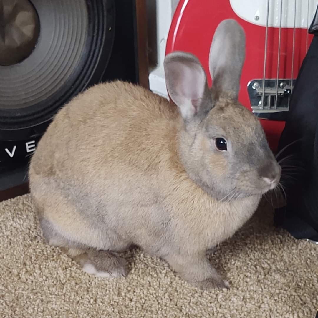 Today we'd like to introduce you to a Thanksgiving essential that your holidays won't be complete without--Cranberry the bun! 🐇
.
🍒 Just like the popular Thanksgiving condiment, Cranberry is sweet and saucy, and will bring joy to any family gathering! Cranberry is a gentle, social rabbit--content to hang out and do her own thing--but also interested in hopping about, exploring, and greeting her people with friendly head bumps. This bun is neat, tidy, and completely litter trained, she'd make a wonderful free-roaming rabbit! Cranberry LOVES kale, carrots, and other yummy fresh treats. This big beautiful bunny is full of heart, absolutely adorable, and hoping to find her furever home in time for the holidays! 💖
.
🐾 If you'd like to learn more about Cranberry, check out our adorable <a target='_blank' href='https://www.instagram.com/explore/tags/TakeoverTuesday/'>#TakeoverTuesday</a> stories, or visit our website linked in our bio. 👆