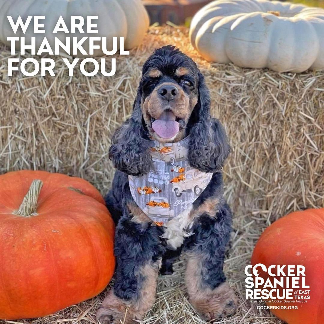 We are thankful for you, you who foster , you who adopt,
You who donate and you who save our lives !

Happy thanksgiving from all the cocker kids and all of us at CSRET.

.
.
.
. 
.
.
<a target='_blank' href='https://www.instagram.com/explore/tags/petsgram/'>#petsgram</a> <a target='_blank' href='https://www.instagram.com/explore/tags/puppylove/'>#puppylove</a> <a target='_blank' href='https://www.instagram.com/explore/tags/csreasttexas/'>#csreasttexas</a> <a target='_blank' href='https://www.instagram.com/explore/tags/texasrescue/'>#texasrescue</a> <a target='_blank' href='https://www.instagram.com/explore/tags/cockerkids/'>#cockerkids</a> <a target='_blank' href='https://www.instagram.com/explore/tags/cockerinn/'>#cockerinn</a> <a target='_blank' href='https://www.instagram.com/explore/tags/texasrescuedogs/'>#texasrescuedogs</a> <a target='_blank' href='https://www.instagram.com/explore/tags/cockerspaniel/'>#cockerspaniel</a> <a target='_blank' href='https://www.instagram.com/explore/tags/foster/'>#foster</a> <a target='_blank' href='https://www.instagram.com/explore/tags/rescuedog/'>#rescuedog</a> <a target='_blank' href='https://www.instagram.com/explore/tags/adoptdontshop/'>#adoptdontshop</a> <a target='_blank' href='https://www.instagram.com/explore/tags/adoptedismyfavoritebreed/'>#adoptedismyfavoritebreed</a> <a target='_blank' href='https://www.instagram.com/explore/tags/texascockerspaniel/'>#texascockerspaniel</a> <a target='_blank' href='https://www.instagram.com/explore/tags/texasdog/'>#texasdog</a> <a target='_blank' href='https://www.instagram.com/explore/tags/ilovecockerspaniels/'>#ilovecockerspaniels</a> <a target='_blank' href='https://www.instagram.com/explore/tags/spanielsofinstagram/'>#spanielsofinstagram</a> <a target='_blank' href='https://www.instagram.com/explore/tags/opttoadopt/'>#opttoadopt</a> <a target='_blank' href='https://www.instagram.com/explore/tags/opttoadopthouston/'>#opttoadopthouston</a> <a target='_blank' href='https://www.instagram.com/explore/tags/adoptafurryfriendinneed/'>#adoptafurryfriendinneed</a>