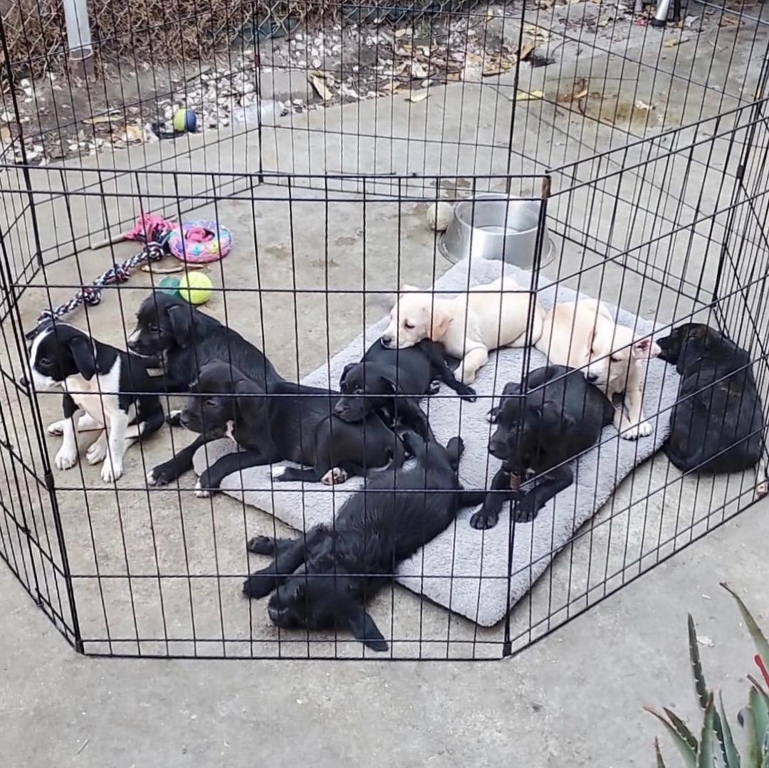 CALLING ALL PUPPY FOSTERS 

This week, we’ve been contacted about numerous litters of puppies who need rescue. We cannot save them without dedicated foster homes. Here’s the deal: We provide all the supplies + medical needs. You supply the warm home and endless love. Sounds like the perfect scenario, right? There’s nothing that brings a family together on Thanksgiving like puppy cuddles!!

Ideally, we are hoping to break these four litters into groups of 2-3 puppies at each foster home. A little about each litter:

✨ Pit/Maltipoo puppies (9 total). These 10 week old fuzzy pibble puppies were rescued by a kind human who has raised them since they were babies. Now they want help rehoming them to ensure they end up in safe homes. We want to send them to foster homes in groups of 3 puppies.

✨ Pit/Shepherd mixes (10 total). They are approx 8-10 weeks old so they will be available for adoption once they are medically cleared. We want to send them to foster homes in groups of 2-3 puppies.

✨ Pug/Chihuahua mixes (3 total). They are only 2 weeks old so they will need a foster who can keep them together until they are 8 weeks old. They are itty bitty and so cute!

✨ Chi/Doxie (4 total). They are only 2 weeks old so they will need a foster who can keep them together until they are 8 weeks old.

Can you help with any of the puppies? If you’re an existing foster, please reach out to our foster team. If you’re a new foster, please fill out an application at hitlivingfoundation.org/foster 💛

<a target='_blank' href='https://www.instagram.com/explore/tags/hitliving/'>#hitliving</a> <a target='_blank' href='https://www.instagram.com/explore/tags/foundlove/'>#foundlove</a> <a target='_blank' href='https://www.instagram.com/explore/tags/puppyfoster/'>#puppyfoster</a> <a target='_blank' href='https://www.instagram.com/explore/tags/losangeles/'>#losangeles</a> <a target='_blank' href='https://www.instagram.com/explore/tags/puppyfosters/'>#puppyfosters</a> <a target='_blank' href='https://www.instagram.com/explore/tags/fosterfamily/'>#fosterfamily</a> <a target='_blank' href='https://www.instagram.com/explore/tags/fosterfam/'>#fosterfam</a> <a target='_blank' href='https://www.instagram.com/explore/tags/fosterfamilies/'>#fosterfamilies</a>
