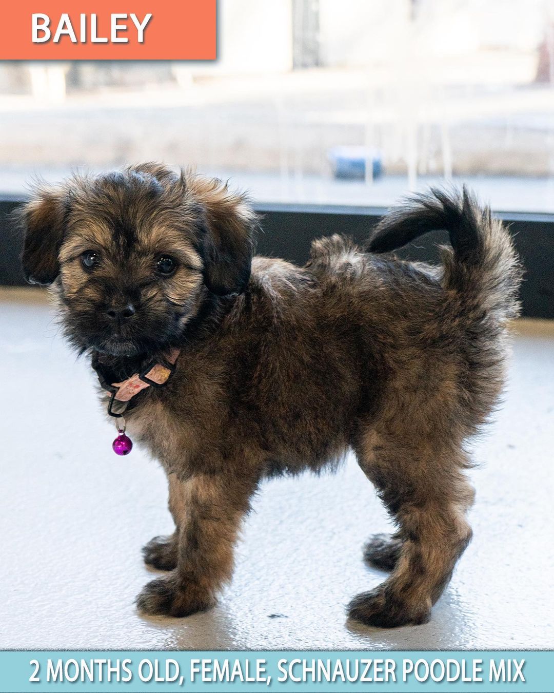 🚨 FLOOF ALERT! ⚠️
🚨 Applications closed for these pups! 🚨

Schnauzer poodle pups 😍

These 3 puppies are the babies of Hennessy (pictured last- who is the sweetest mama ever! She’s great on leash and friendly as ever!) 🥰

When applying to adopt these puppies, make sure that your application is detailed and complete and that you send photos and videos of your home so we can determine you are the best fit for the puppy’s life. 🧡

☕️ KAHLUA - 8 week old, Female, schnauzer poodle mix. 

🥛 BAILEY - 8 week old, Female, schnauzer poodle mix. 

👨🏼‍✈️ MORGAN - 8 week old, Male, schnauzer poodle mix.

These puppies were rescued at about 5 weeks old, so will be with their foster families until they are 8 weeks old/ready to go home. 

Come meet their mom Hennessy who’s a 1 Year Old, Female, Shnauzer Poodle. She is still recovering from having babies so will need to be spayed in a few months, and we will provide a voucher to get that done at our vet clinic. 🥰

All the puppies saw our vet yesterday are healthy and cute as ever! 🥰

Apply now by visiting our website:

📮 WagmorPets.org/Adoption

🧡🧡🧡

🐶 <a target='_blank' href='https://www.instagram.com/explore/tags/weeklyfluff/'>#weeklyfluff</a> <a target='_blank' href='https://www.instagram.com/explore/tags/puppiesforall/'>#puppiesforall</a> <a target='_blank' href='https://www.instagram.com/explore/tags/floofydog/'>#floofydog</a> <a target='_blank' href='https://www.instagram.com/explore/tags/poodlepuppies/'>#poodlepuppies</a> <a target='_blank' href='https://www.instagram.com/explore/tags/puppiesofinstagram/'>#puppiesofinstagram</a> <a target='_blank' href='https://www.instagram.com/explore/tags/wagmorpets/'>#wagmorpets</a> 🐶