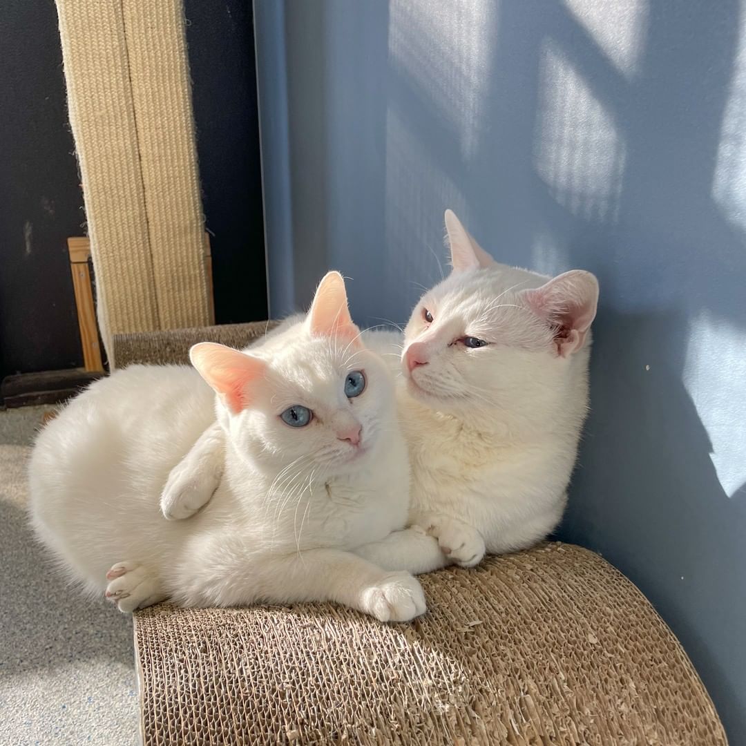 While Steven and Catalina wait for homes of their very own, they love to spend their days cuddled up close in a sunny spot on their catio. Our hearts just melt for these very special kitties!

If yours does, too, then come meet Steven and Catalina this week at the LifeLine Community Animal Center. ❤

<a target='_blank' href='https://www.instagram.com/explore/tags/instacat/'>#instacat</a> <a target='_blank' href='https://www.instagram.com/explore/tags/cuddlepuddle/'>#cuddlepuddle</a> <a target='_blank' href='https://www.instagram.com/explore/tags/sheltercatsofinstagram/'>#sheltercatsofinstagram</a> <a target='_blank' href='https://www.instagram.com/explore/tags/adoptdontshop/'>#adoptdontshop</a> <a target='_blank' href='https://www.instagram.com/explore/tags/OurCityOurAnimals/'>#OurCityOurAnimals</a>
