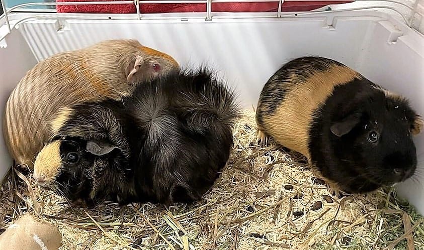 Here are Lisa, Lydia & Tina! These three were surrendered by their owners as they were unable to care for them. While they are a bit nervous, as guinea pigs can be, they are happy to be handled gently and eagerly come out for veggie and fruit treats.

All three are looking for a home together, will it be with you?

For more information on Lisa, Lydia & Tina, or other small animals that are available, please visit: omhs.ca/adopt/adopt-a-small-animal/
<a target='_blank' href='https://www.instagram.com/explore/tags/foreverhome/'>#foreverhome</a>
<a target='_blank' href='https://www.instagram.com/explore/tags/animalrescue/'>#animalrescue</a>