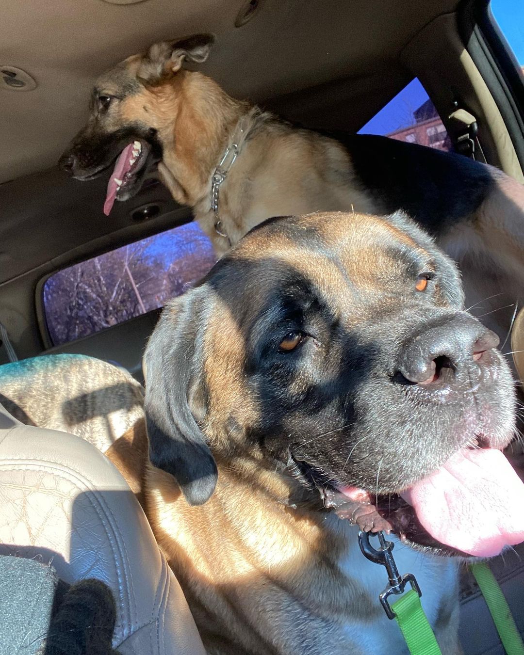 Pre adoption cuddles and car ride home with new dog sister! Annie goes to a family of five humans, two dogs, a cat, a bull!, a sheep, turkeys and chickens. There will be many cuddles and lots of playtime in her future!