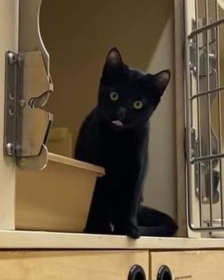 🐾 PETSMART FEATURE: sisters Uszka and Udon (black) are the last cats standing at PetSmart Preston Crossing this week! With lots of one-on-one attention for a couple days, we’re hoping it will let them open up and enjoy our volunteers company a bit more! Both sisters are on the shy side but will open up once they realize you aren’t trying to restrain them! Apply to meet these girls today!
