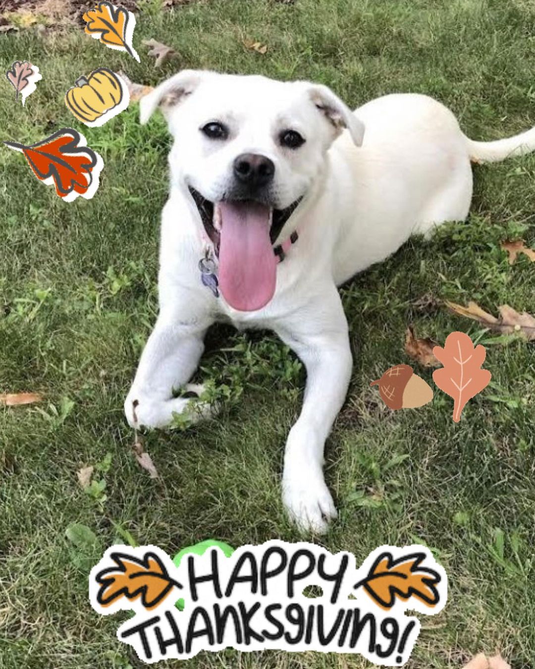 🦃 Happy Thanksgiving! 🦃
.
We are so thankful for all of you! We could not do what we do without our adopters, fosters, volunteers, donors, and staff. This year we are especially thankful for our new shelter! And of course, we are thankful for all the pups we get to love on and find their forever homes!
🐾