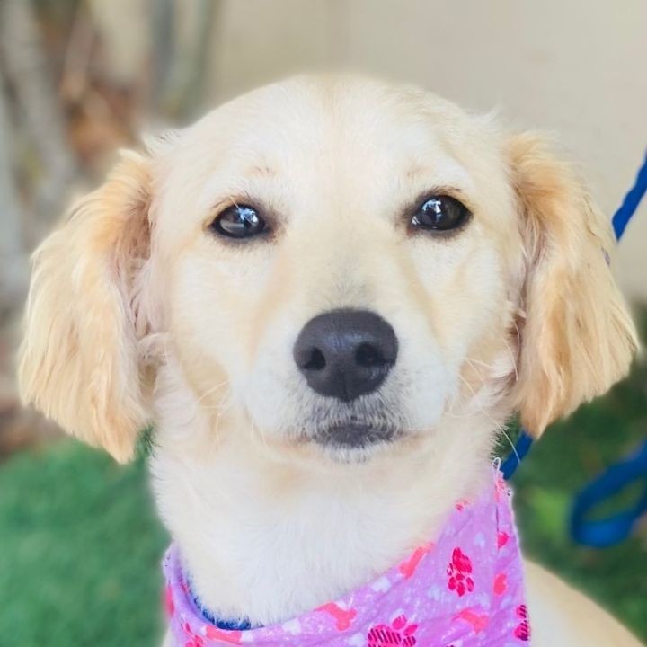 CAPTIVATING CANINE SPOTLIGHT
Autumn is looking for her forever home! Autumn is a 7 month Spaniel puppy who gets along great with other dogs and cats. She can be a little shy, but nothing a few treats can’t fix😉 Autumn is an active puppy who would appreciate a lot of playtime. Come meet her today!

If you want to adopt Autumn, please fill out our adoption application at  https://www.vida4animals.org/adoption-application/! 
 <a target='_blank' href='https://www.instagram.com/explore/tags/caninecompanions/'>#caninecompanions</a> <a target='_blank' href='https://www.instagram.com/explore/tags/animalrescue/'>#animalrescue</a> <a target='_blank' href='https://www.instagram.com/explore/tags/adoptdontshop/'>#adoptdontshop</a> 

Our rescue is currently in dire need of donations! Here are the ways you can donate:
• GoFundMe: http://spot.fund/SYSKMS (we love seeing messages/comments if you donate through here!)
• Venmo: @vidarescue
• www.vida4animals.org/donate/
• check: made to Volunteers in Defense of Animals, 19142 E Walnut Dr N Rowland Heights, CA 91748 (mailing address)
• in-person cash, check, or card donation - please text Laura at 6263741551 to arrange a time, at the address above
All donations are tax-deductible, and we can give you a donation receipt. We are a 501c3 organization.