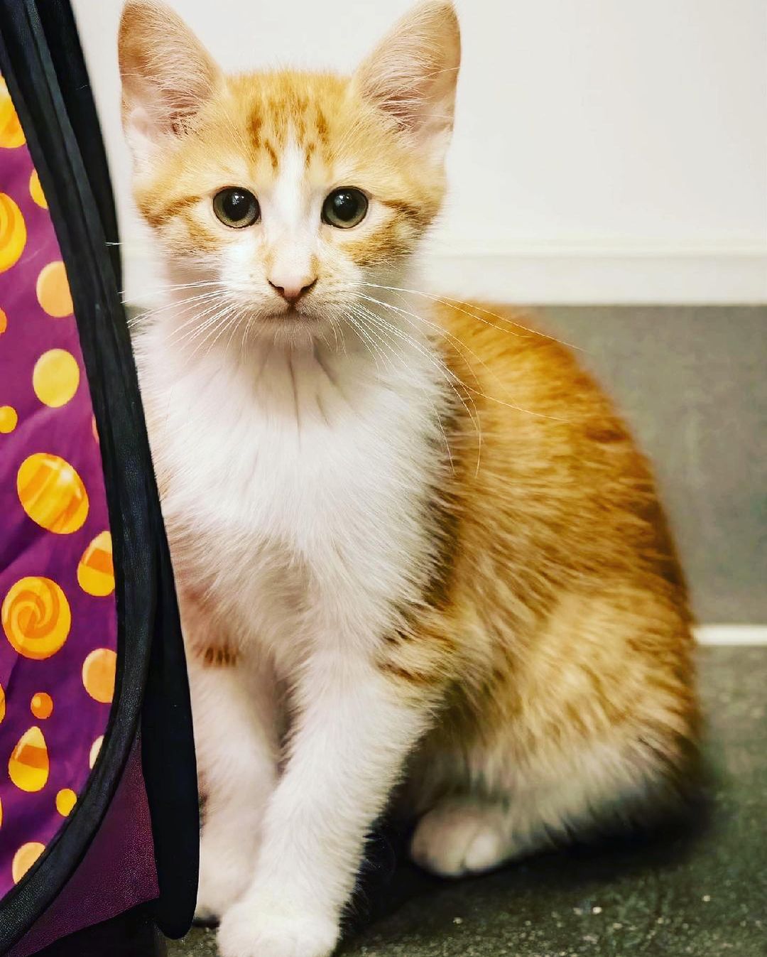 Cutie pie Bandit (FCID# 10/14/2021 - 88) is a sweet and gentle boy. Sadly he is the last remaining kitten of his litter and he’s feeling very alone. His 4 siblings are in happy homes but he’s still waiting for his family to find him. 🥺

Bandit’s a super affectionate, silly & playful lil boy. This insanely adorable baby is beyond ready for a home of his own. He's 12 weeks old and great with other cats. Please come visit him very soon. Bandit will be waiting for you at the Brookhaven, PA PetSmart. 

Apply to adopt via link in bio 💙