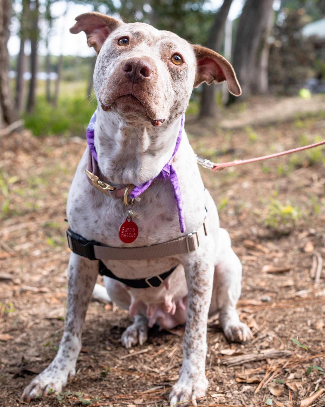 Pepper is looking for her forever home!

This cutie came to us from Lancaster County along with an adorable trio of puppies. Her puppies have been adopted, but Pepper is still waiting for her forever people to scoop her up!! She about 3 years old and weighs around 40 pounds. 

Pepper is such an easy going girl. She’s the perfect companion for someone who works from home and wants a pup to keep them company, but not distract them from their work/interrupt work calls. She is calm, loves to snuggle, and sleeps all day! If you work outside of the home, that’s fine too— Pepper is house trained and is not destructive when left alone!

Pepper is one of the most affectionate pups we’ve ever met. This girl takes a few seconds to warm to new people, but once she knows you’re okay, she will shower you with kisses. She’s incredibly thankful for her fosters, and expresses her gratitude with kisses and snuggles all the time. 

Pepper is spayed, microchipped, up to date on vaccines, and has completed Heartworm treatment. 

If interested in adopting this special girl, please head to the website and submit an adoption application 🖤

https://www.eunoiarescue.org/adopt